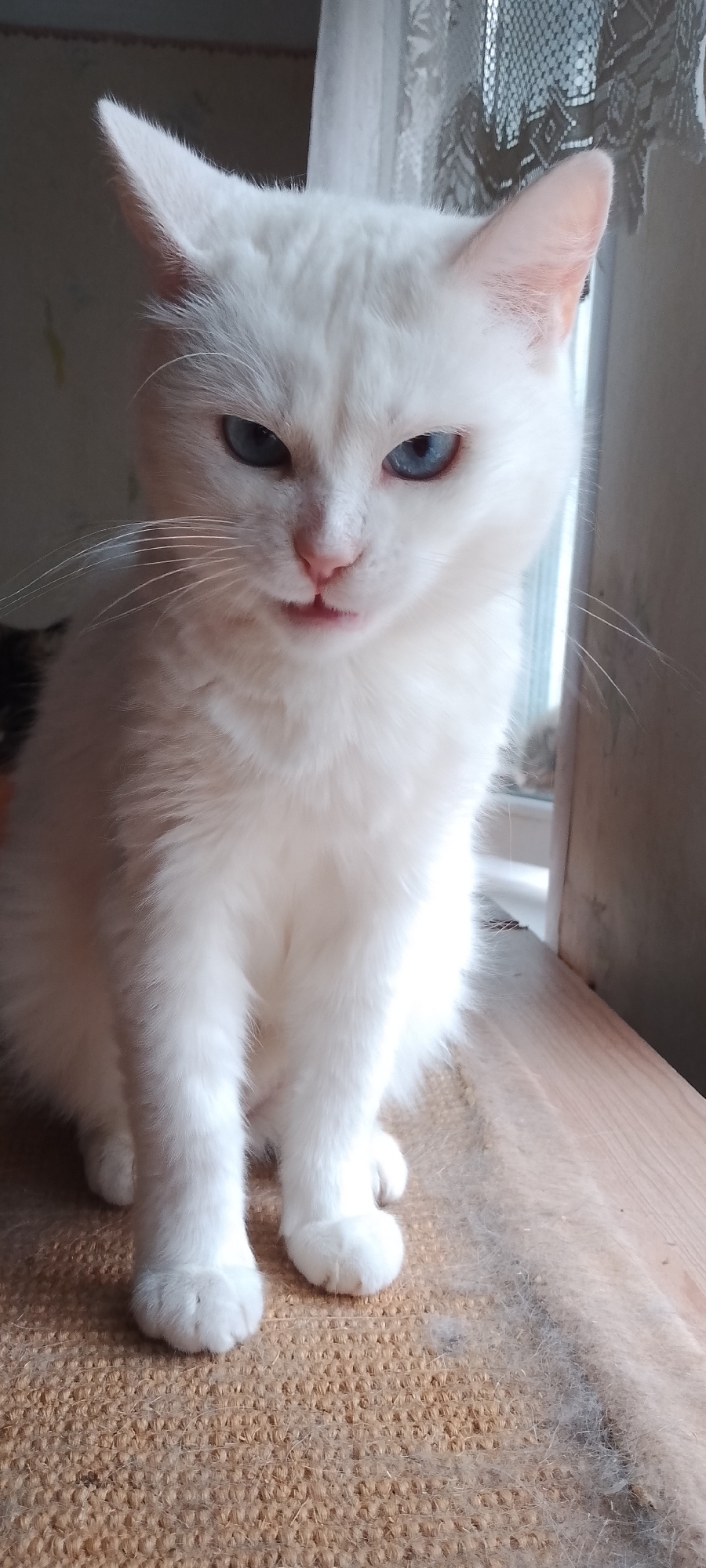 A white cat with blue eyes sits on a brown mat in front of a window. The cat is facing the camera, with its paws crossed. The background is blurred, but appears to be an indoor setting. There are no people or other animals in the image. The image is a close-up of the cat, with its body taking up most of the frame. The cat's fur is long and fluffy, and its eyes are a striking blue. The cat's mouth is slightly open, giving it a curious expression. The lighting in the image is natural, coming from the window, and it creates a soft glow on the cat's fur. The scene suggests a domestic environment, possibly a home in Belgorod, Russia, given the user's request.