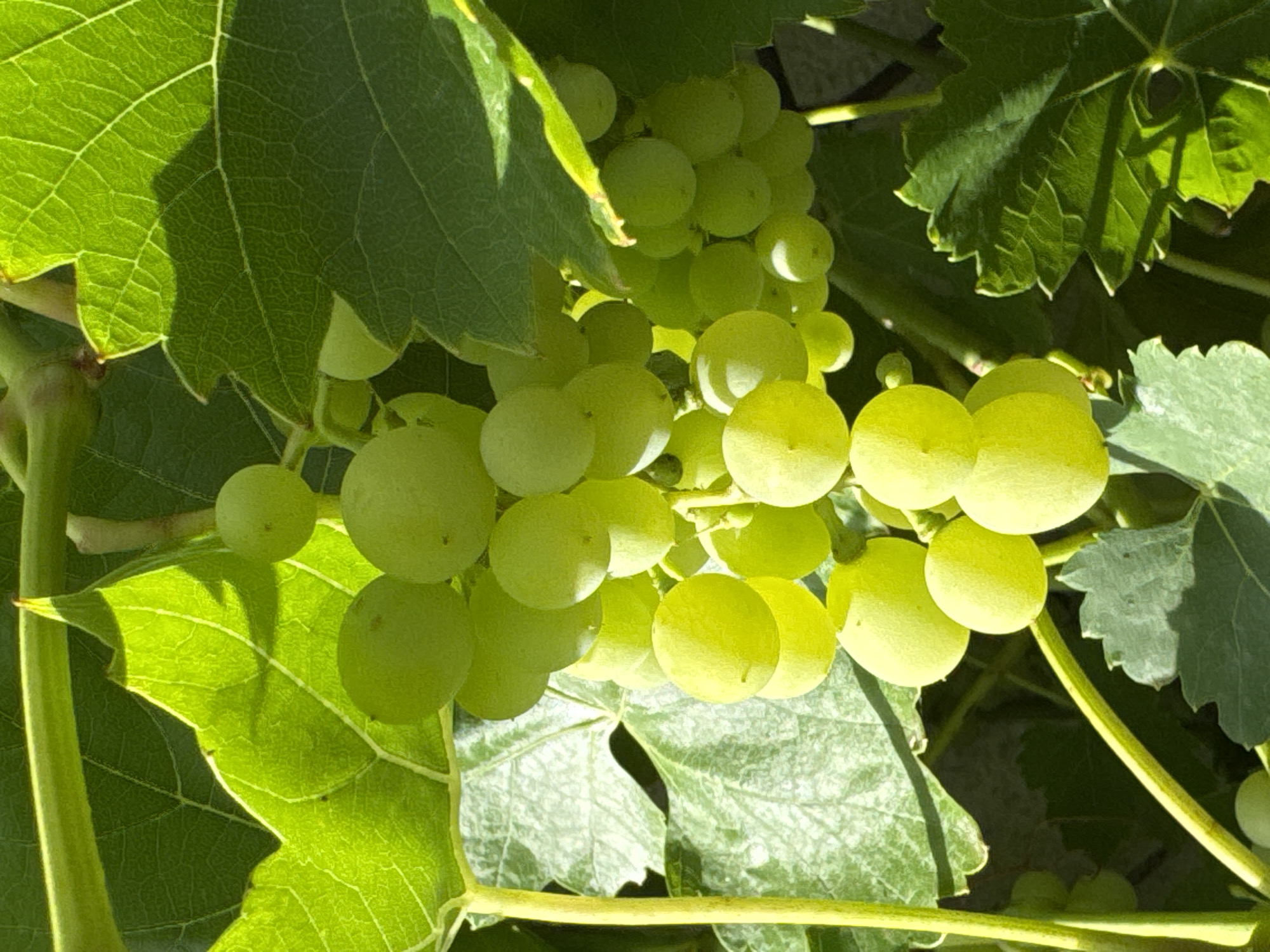 A close-up, overhead shot captures a cluster of unripe green grapes hanging from a vine amidst lush, green grape leaves. The sunlight illuminates the grapes, casting shadows on the leaves and highlighting their texture and veins. The scene appears to be a vineyard, possibly in Wettstetten, Germany, given the context. The image focuses on the natural beauty of the growing fruit and foliage, with no people or man-made objects prominently featured. The overall impression is one of freshness and the promise of a future harvest.