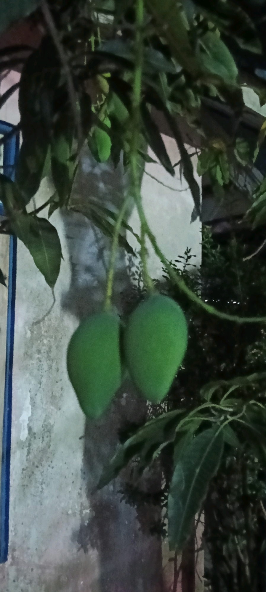 Two unripe green mangoes hang from a branch of a mango tree. The mangoes are oval-shaped and green, with a smooth skin. They are suspended against a mottled grey and white background that appears to be a wall, possibly textured or weathered. Dark green leaves of the mango tree are visible in the foreground and background, some obscuring parts of the wall. The lighting suggests it may be dusk or a dimly lit area, as the scene is somewhat dark with soft shadows. A vertical blue element, possibly part of a railing or structure, is visible on the far left of the image. The overall setting is a tree in an outdoor environment, likely a residential area or garden, in Kuala Kapuas, Indonesia.