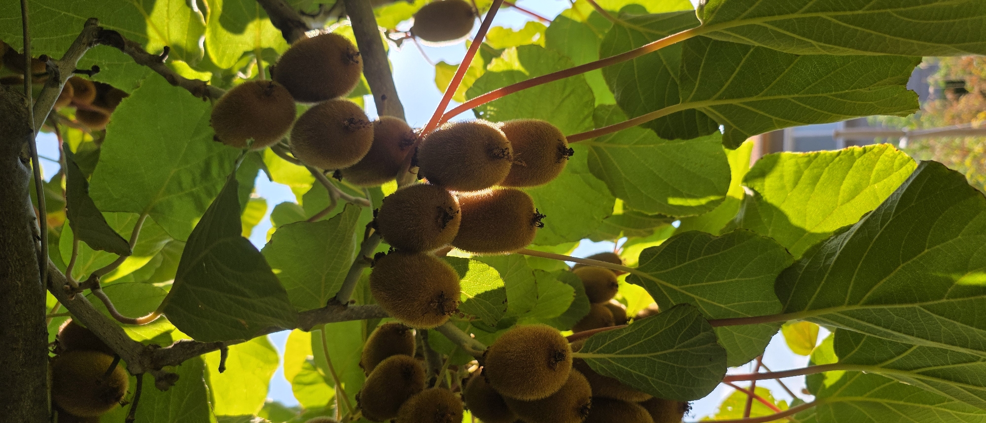 A close-up, low-angle shot captures a cluster of ripe kiwifruit hanging from a tree branch, bathed in bright sunlight. The fuzzy, brown skin of the fruit is visible, some with small black remnants of their stems. Large, green leaves with prominent veins are interspersed among the fruit, some catching the light and appearing translucent. The background shows a blurred blue sky and hints of distant foliage. The scene is located in Dolnoslav, Bulgaria.