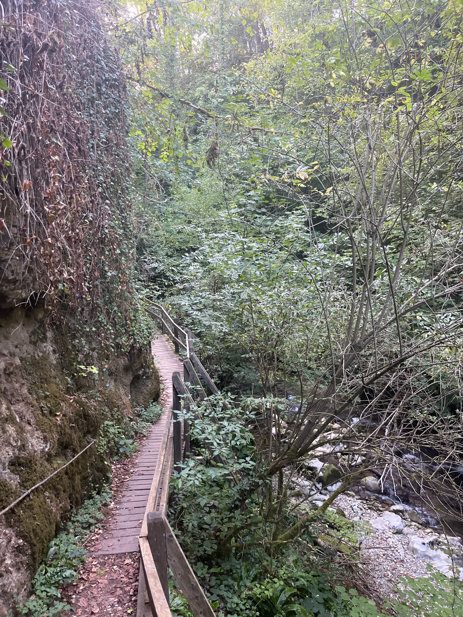 The image depicts a wooden boardwalk winding through a lush, wooded gorge in Ferreyres, Switzerland. The boardwalk, constructed from weathered planks and supported by wooden railings, follows a path alongside a steep, moss-covered rock face on the left. The rock face is partially obscured by dense green ivy and dry, tangled vines. On the right side of the boardwalk, a stream flows over a bed of smooth, rounded stones. The surrounding environment is characterized by abundant vegetation, including trees, bushes, and ferns, with a canopy of leaves overhead filtering the sunlight. The overall scene conveys a sense of natural tranquility and a secluded, outdoor recreational path. There are no people or animals visible in the image.