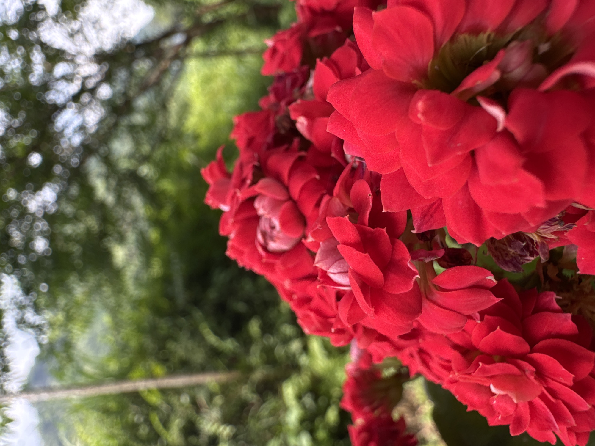 A close-up, horizontally oriented photograph showcases a vibrant cluster of red flowers, likely Kalanchoe, dominating the right side of the frame. The flowers display numerous densely packed, overlapping petals in various shades of crimson and scarlet, with some lighter pinkish-white edges visible on select blooms. The intricate texture and layering of the petals are in sharp focus, revealing the delicate structure of the blossoms.
The background is heavily blurred, creating a soft bokeh effect with distinct circular light reflections. This out-of-focus area primarily features verdant green foliage, suggesting an outdoor natural setting. Interspersed within the blurred greenery are bright white patches, possibly indicating glimpses of the sky or strong light sources. The bright, even lighting suggests the photograph was taken during daytime.
The image employs a shallow depth of field to isolate and emphasize the beauty of the red flowers against the soft, abstract background. No people or text are visible, and there is no discernible activity taking place. The scene captures the vivid colors and natural charm of the flowers in an outdoor environment, set within Du Già Commune, Vietnam.