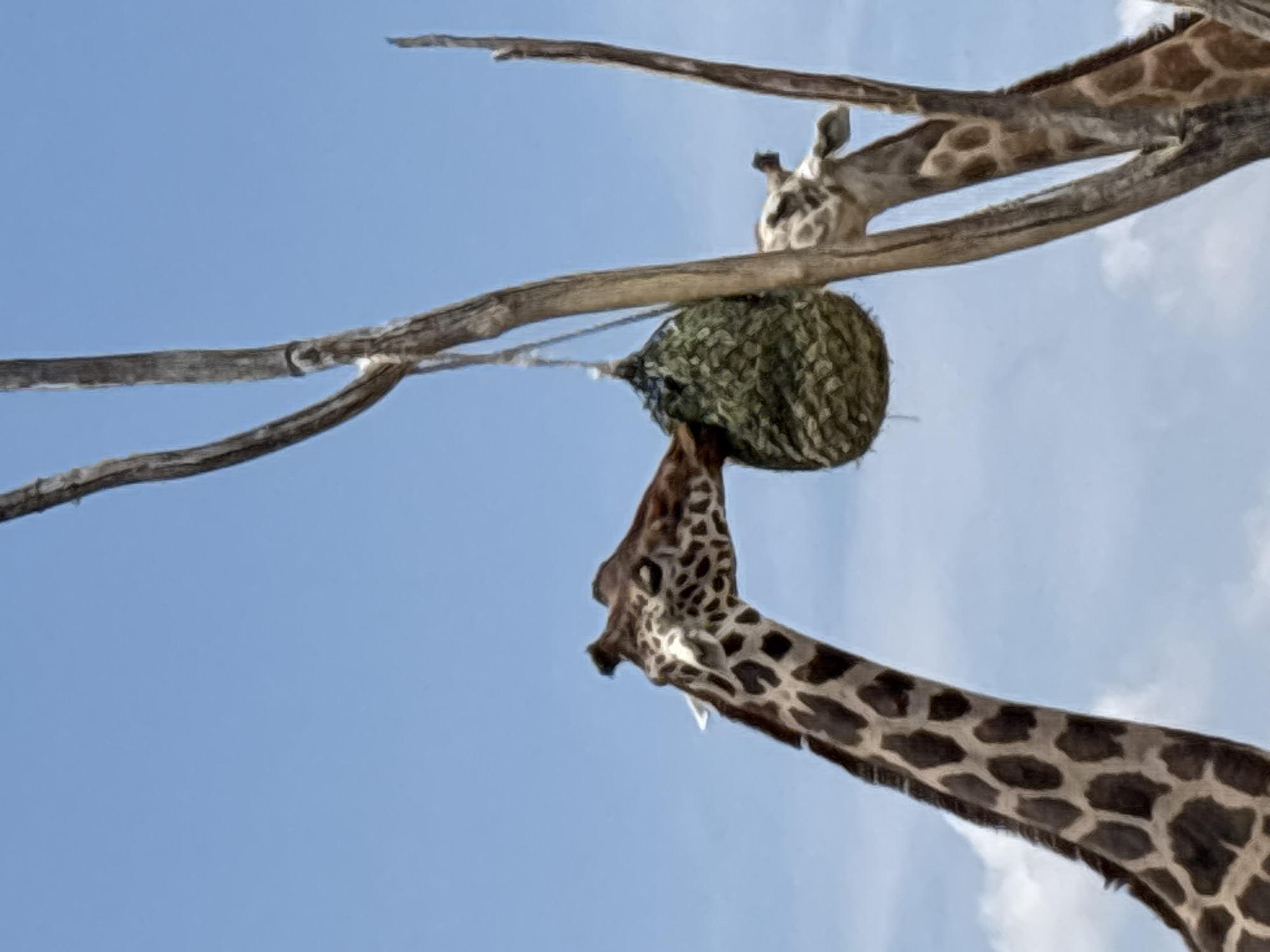 The image shows two giraffes interacting with a hanging, spherical object. One giraffe is reaching up to the object with its mouth. The object is suspended from a branch, possibly a feeding enrichment item. The background is a clear blue sky with some clouds. The location is not discernible from the visual information provided.