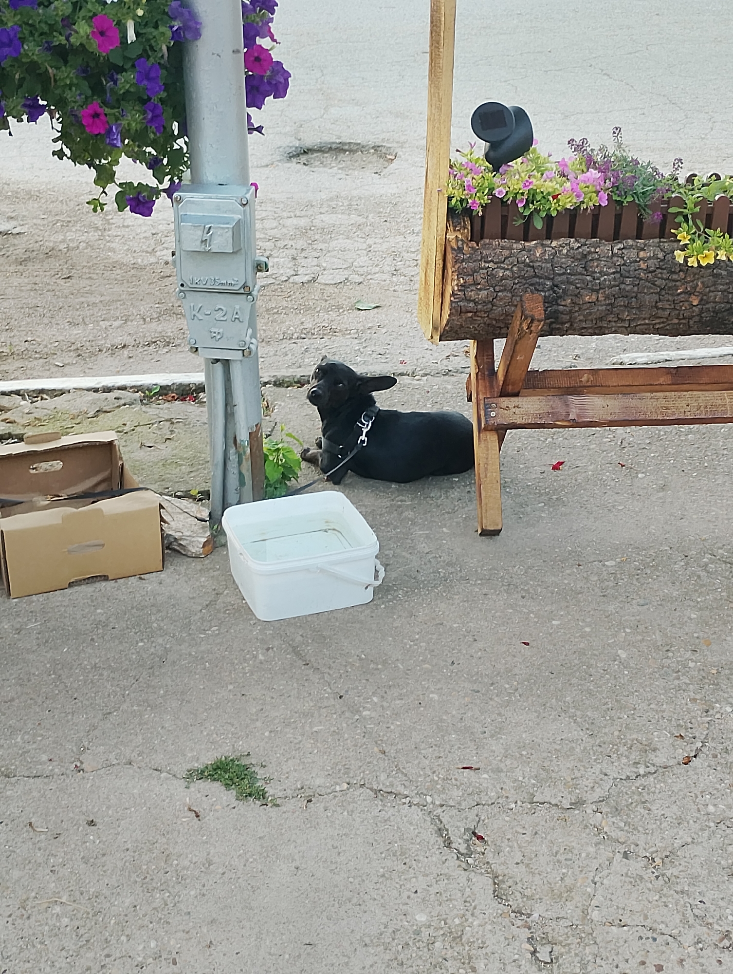 A small black dog lies on a cracked concrete surface next to a white plastic tub. The dog is wearing a collar and leash. To the left of the dog, there is an open cardboard box and a metal pole with an electrical box attached. The electrical box has markings "K-2A" and a lightning bolt symbol. Above the pole, there are hanging plants with purple and pink flowers. To the right of the dog, there is a wooden planter box on a stand, filled with various flowers and a black solar light. The background consists of a dirt or gravel surface.