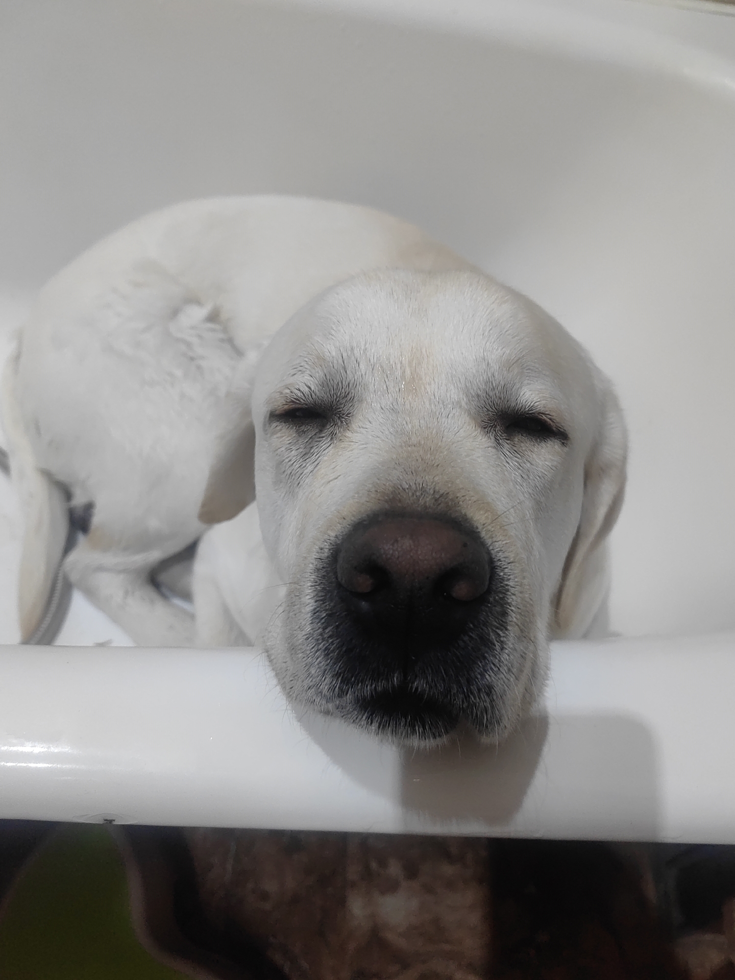 A white Labrador retriever is curled up and sleeping in a white bathtub. The dog has its eyes closed and its head resting on the edge of the tub. The lower portion of the image shows a partially obscured brown surface, possibly a piece of furniture or floor covering. The location is unknown.
