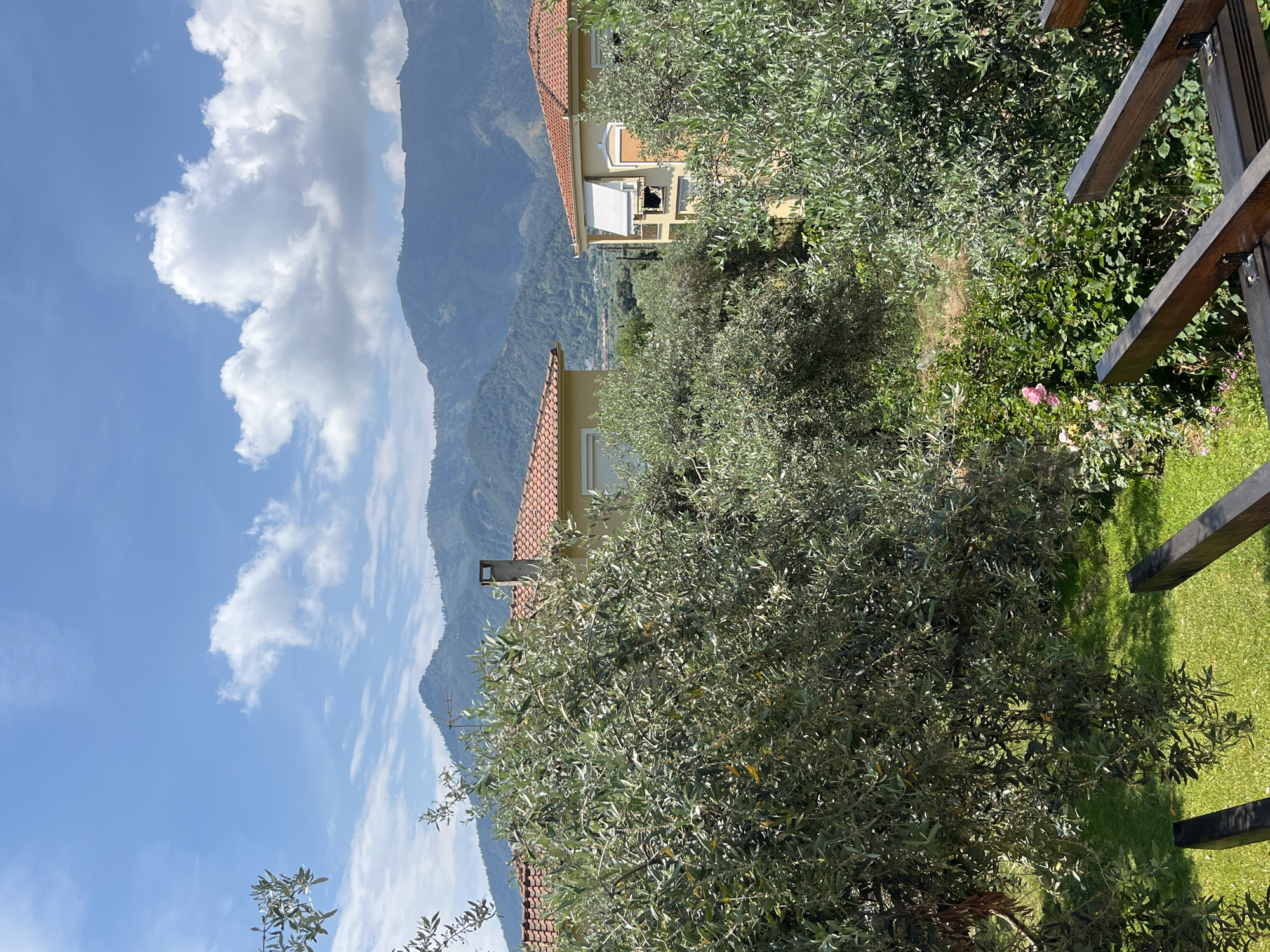 The image captures a serene view of a residential area in Golden Beach, Greece, nestled against a backdrop of lush green mountains. The foreground is dominated by the dense foliage of olive trees, their silvery-green leaves creating a textured canopy. Beyond the trees, two houses with terracotta tiled roofs are partially visible. The house on the left features a light yellow facade and a chimney. The house on the right has a similar yellow facade and an awning extended over a balcony. The houses are set within a manicured garden with vibrant green grass and blooming pink roses. The sky above is a brilliant blue, dotted with fluffy white clouds. The overall atmosphere is peaceful and idyllic, indicative of a sunny Mediterranean day.