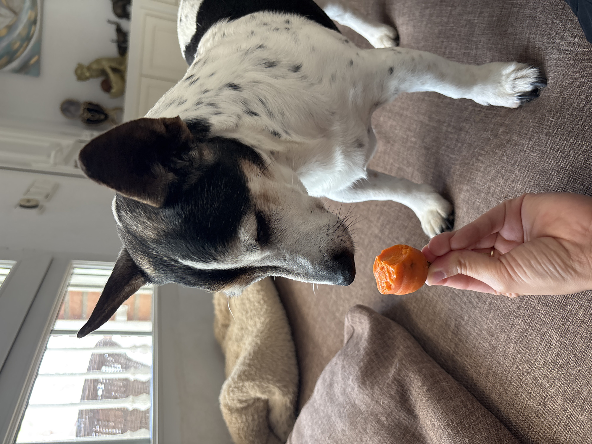 A Jack Russell Terrier mix dog, with black and white spotted fur, is shown indoors looking intently at a small, orange, bite-sized piece of food being held by a person's hand. The dog has erect ears, one of which is dark brown and the other is black with white markings. The dog is standing on a brown sofa, next to a brown cushion and a tan fluffy dog bed. In the background, a window with vertical white bars is visible, with outdoor scenery beyond. On a shelf in the background, there are decorative figurines. The image appears to be taken inside a residential setting in Orihuela, Spain.