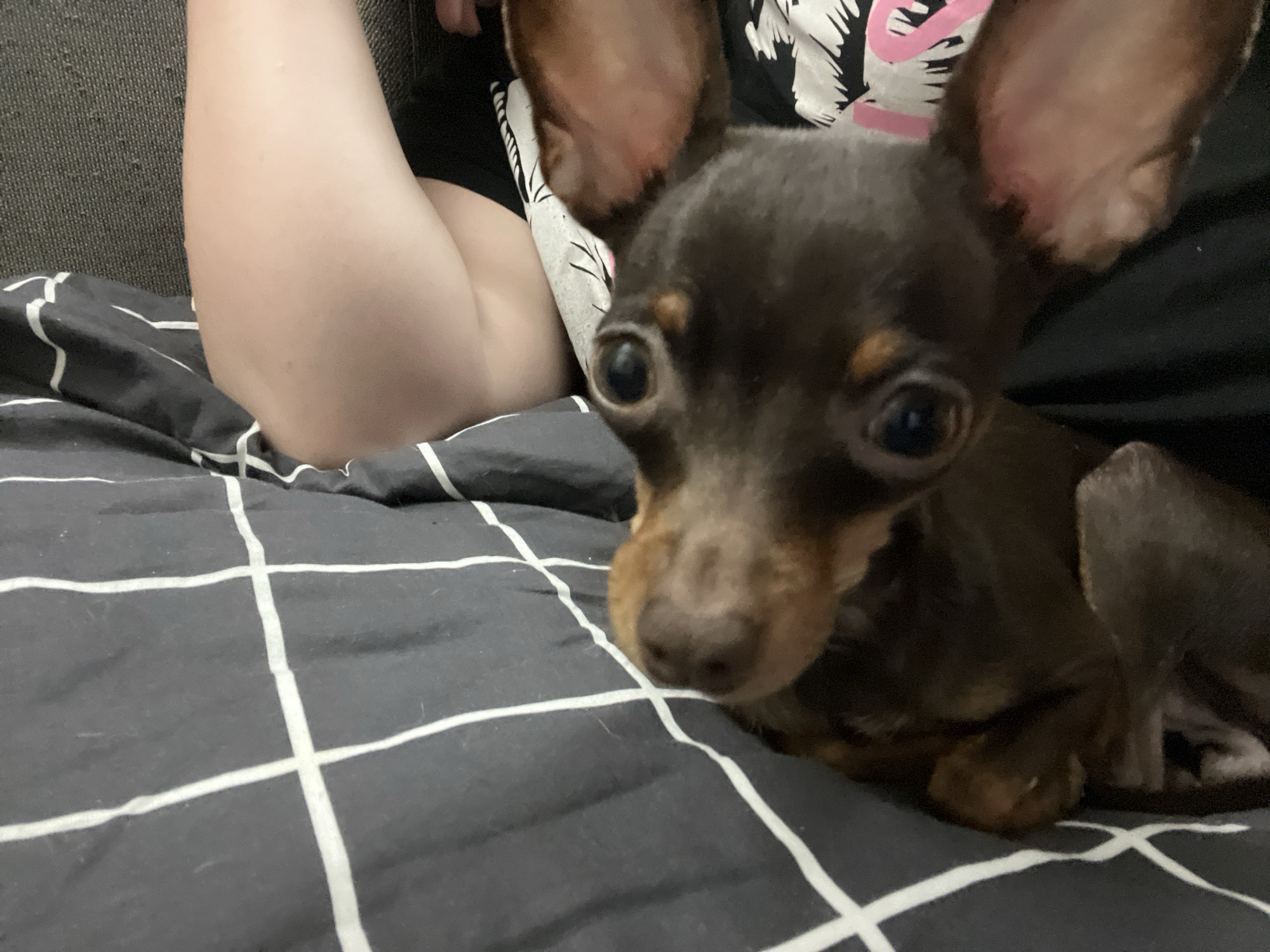 A brown and tan miniature pinscher is lying on a gray and white checkered blanket. The dog is facing the camera with its large ears erect. The head is in focus. The subject is on a sofa and a person’s arm and torso is in the background. The location is unknown.