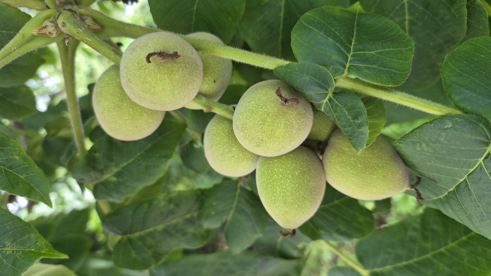 This is a close-up, outdoor, eye-level shot of a cluster of unripe walnuts hanging from a tree branch. The walnuts are a fuzzy green color, and some have small brown stems or remnants of dried leaves at their tips. They are clustered closely together on a thick, fuzzy green stem, with several large, dark green leaves surrounding them. The background is softly blurred, showing more green foliage and hints of bright sky. The image appears to be taken during daylight hours. The location in the city of Krauja, Latvia is not evident from the image itself.
