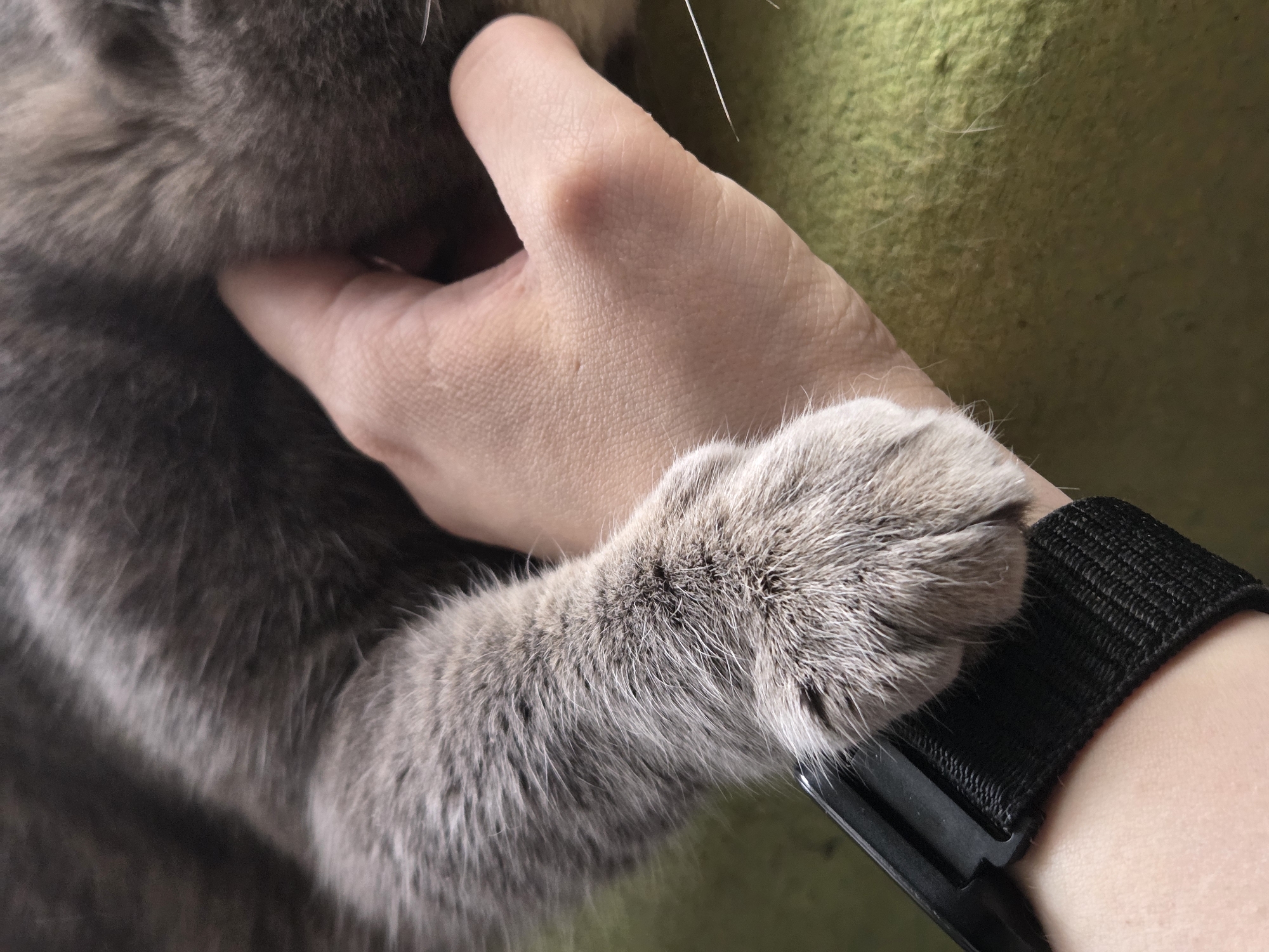 A close-up vertical image displays a human hand interacting with a domestic cat, situated in Unknown, Unknown. The human's left hand, with light skin tone, occupies the lower right and central right portions of the frame. A black fabric wrist strap, secured by a black plastic buckle, is present on the human's wrist. The cat's left front paw, covered in grey fur with visible white-tipped guard hairs, rests on the human's wrist, adjacent to the black strap. The cat's body, covered in similar grey fur, extends across the upper and central areas of the image, with a human thumb gently pressing into the fur on the right side. The background consists of a textured, light green fabric surface, visible in the lower right portion of the image.