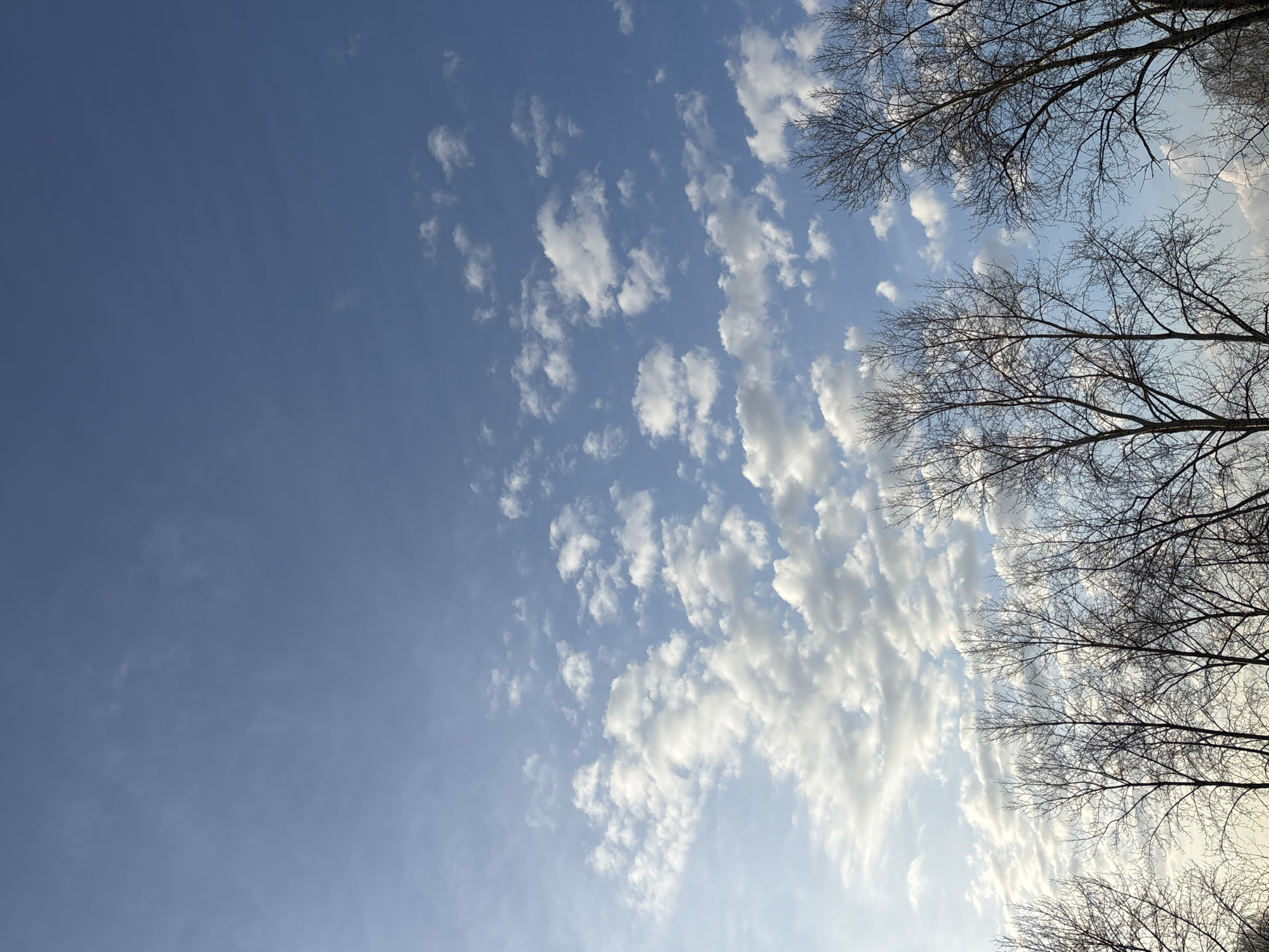 The image shows a view of the sky in Chaikovsky, Russia. The sky is blue, transitioning from a darker hue on the left to a lighter one on the right. Thin, scattered clouds are visible across the right side of the sky, with some extending partially towards the middle. In the upper right and lower right corners of the image, bare tree branches can be seen against the sky.