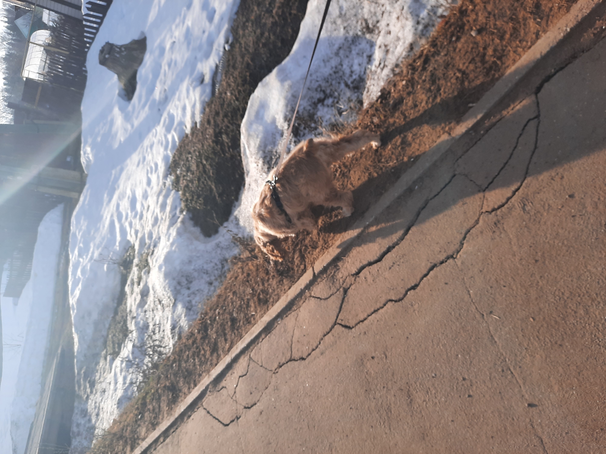 A medium-sized, golden-colored dog is walking on a leash along a cracked pavement path. To the left of the path is a strip of dirt and vegetation, partially covered with snow. In the background, a fence and some indistinct structures are visible. The scene is likely located in a snowy area, possibly Krasnogorskoye, Russia. The environment suggests an outdoor setting during daytime.