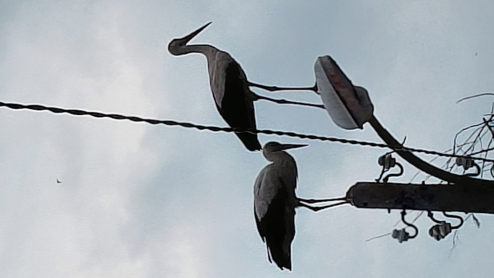 The image shows two birds perched on power lines in an urban area. Above, a bird with a long, curved neck is perched next to a street lamp. Below, another bird with a straight neck sits on the same power line. The background is a cloudy sky. The city is Unknown, Unknown.
