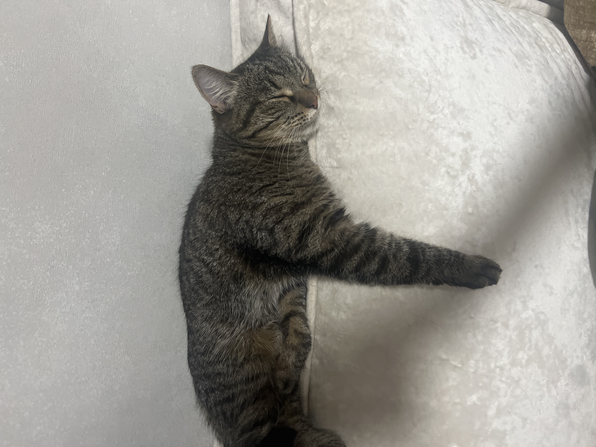 A tabby cat is sleeping on a white, textured surface. The cat is lying on its side with its eyes closed and its head resting on its paws. Its fur is a mix of brown, black, and gray stripes. One of its hind legs dangles off the edge of the surface. The background is a plain, light gray wall. There is no indication of Votkinsk, Russia in the image.