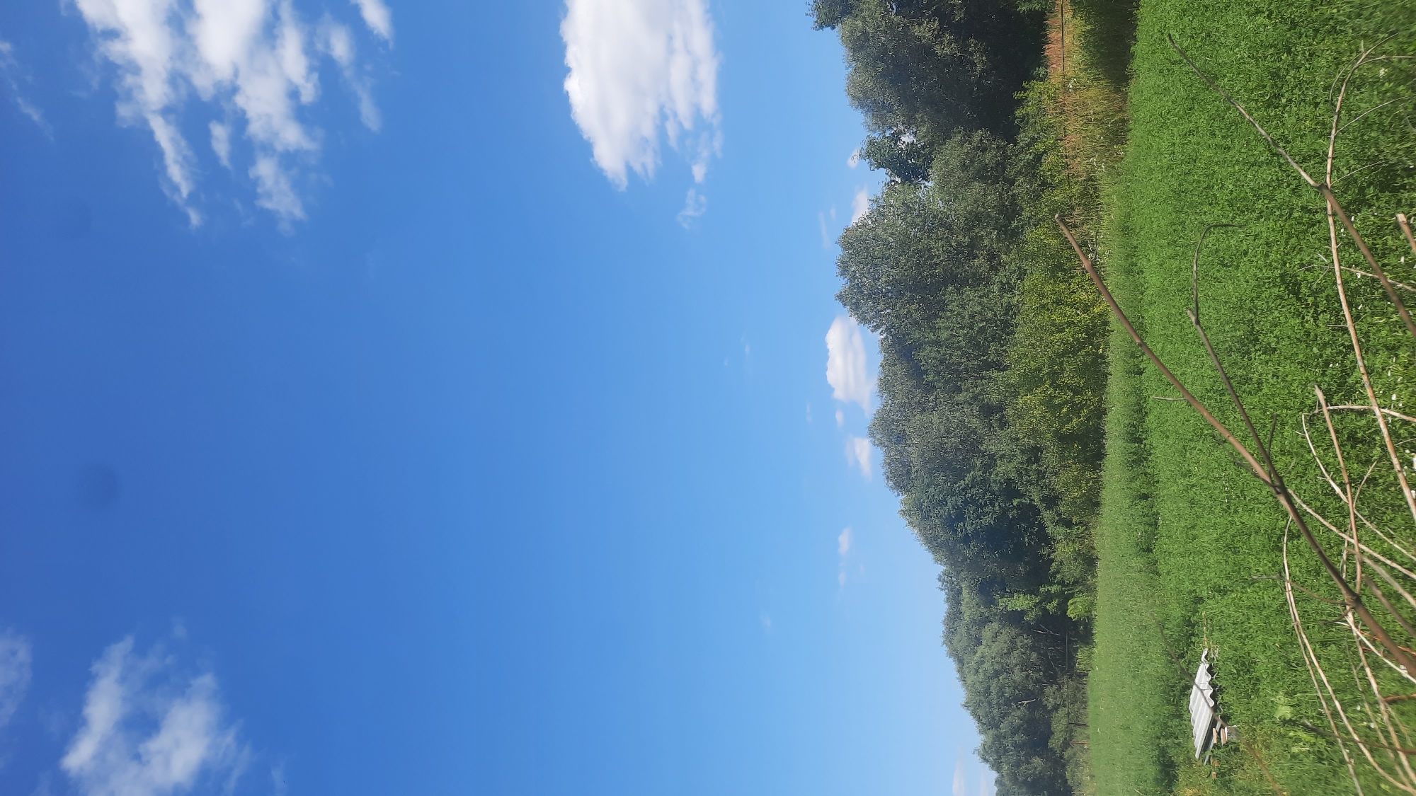 The image depicts a rural landscape under a bright blue sky with scattered white clouds. In the foreground, a dense field of green vegetation, possibly crops or wild growth, dominates the scene. A few dry, bare branches extend into the frame from the bottom right, suggesting natural overgrowth or pruning. To the left of the vegetation, a flat, white, corrugated object, possibly a piece of roofing material, rests on the ground. Behind the field, a line of lush green trees forms a dense backdrop, with the terrain appearing to slope upwards behind them. The sky occupies the upper half of the image and is a clear, vibrant blue, with some wispy white clouds visible. The overall impression is one of a natural, undeveloped area, possibly an agricultural field or meadow adjacent to a wooded area, located in the vicinity of Шклоў, Belarus. No people or specific structures are clearly identifiable.