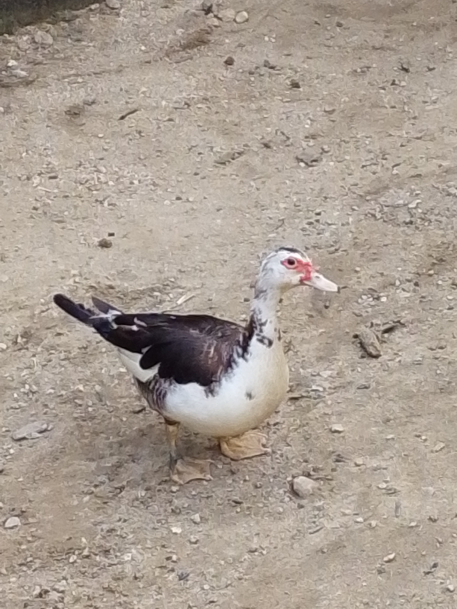 A Muscovy duck with black and white plumage and a red caruncle around its eyes stands on a dirt path. The duck is facing to the right and its head is slightly tilted. The background is a dusty, unpaved ground with small pebbles and debris. The image was taken in Serti, Nigeria.