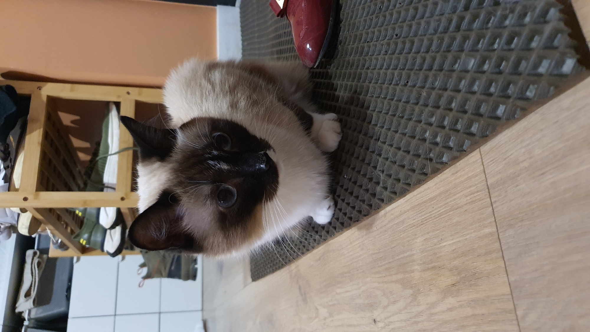 A young Siamese cat with dark brown points and blue eyes lies on a dark grey waffle-patterned mat, with its body extending onto a light brown wooden floor. The cat's head is turned towards the camera, and its front paws are tucked underneath its body. To the left of the cat, a light-colored wooden shelf unit is visible, filled with various items of clothing, including shoes and what appear to be shirts or dresses. The background is out of focus but suggests an indoor setting. A small portion of a shiny red shoe with a bow is visible in the upper right corner of the frame. The lighting appears to be artificial, suggesting the photograph was taken indoors at any time of day. No text is visible in the image.