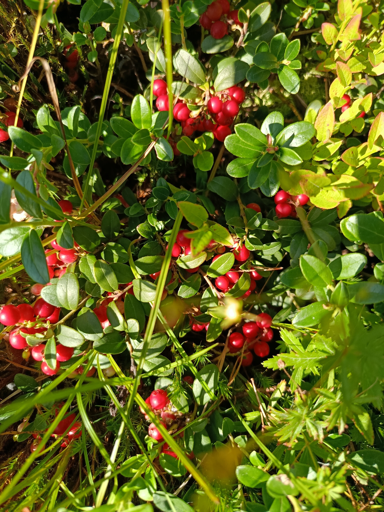 The image shows a close-up view of a patch of wild lingonberry bushes with ripe red berries and green leaves. The bushes are growing in a natural, outdoor environment. There are no people or structures visible. The lighting suggests it is daytime, with sunlight illuminating the leaves and berries, casting shadows. The background is composed of more greenery and some darker, earthy tones, indicative of forest floor or undergrowth. The location of Gribchikha, Russia, is noted, implying the setting is a natural landscape within or near that region.
