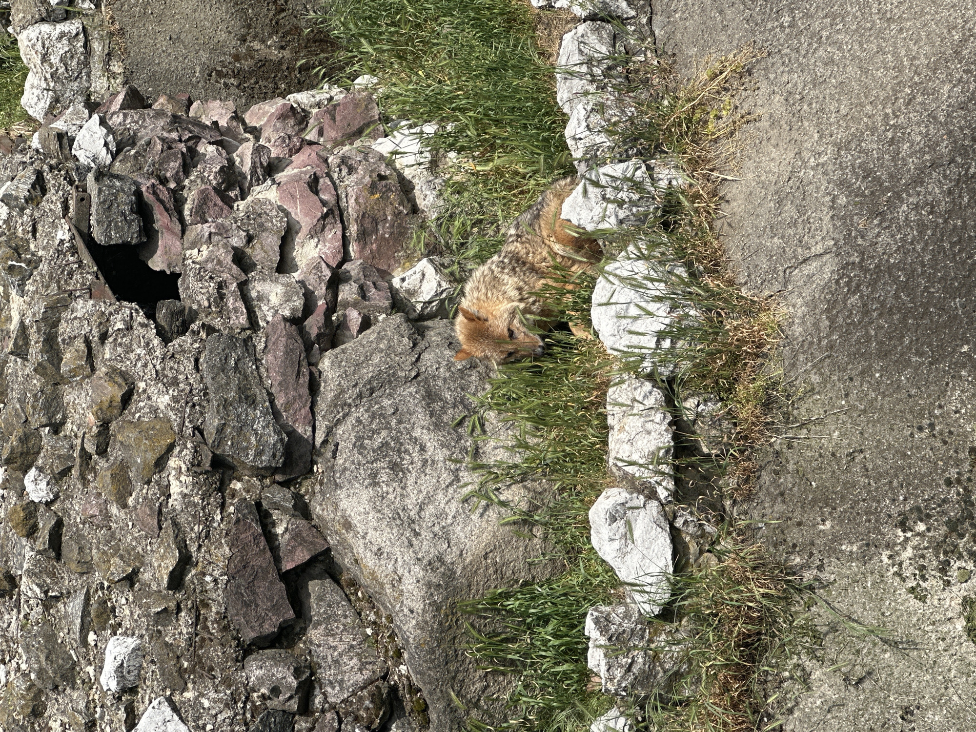 A golden jackal (Canis aureus) lies nestled among rocks and grass on a sunny day. The location is likely within the urban environment of Sofia, Bulgaria, given the species' presence there. The jackal is in a relaxed posture. It's surrounded by grey and reddish rocks of various sizes, interspersed with green grass and other low vegetation. A concrete surface is visible to the upper right of the jackal.