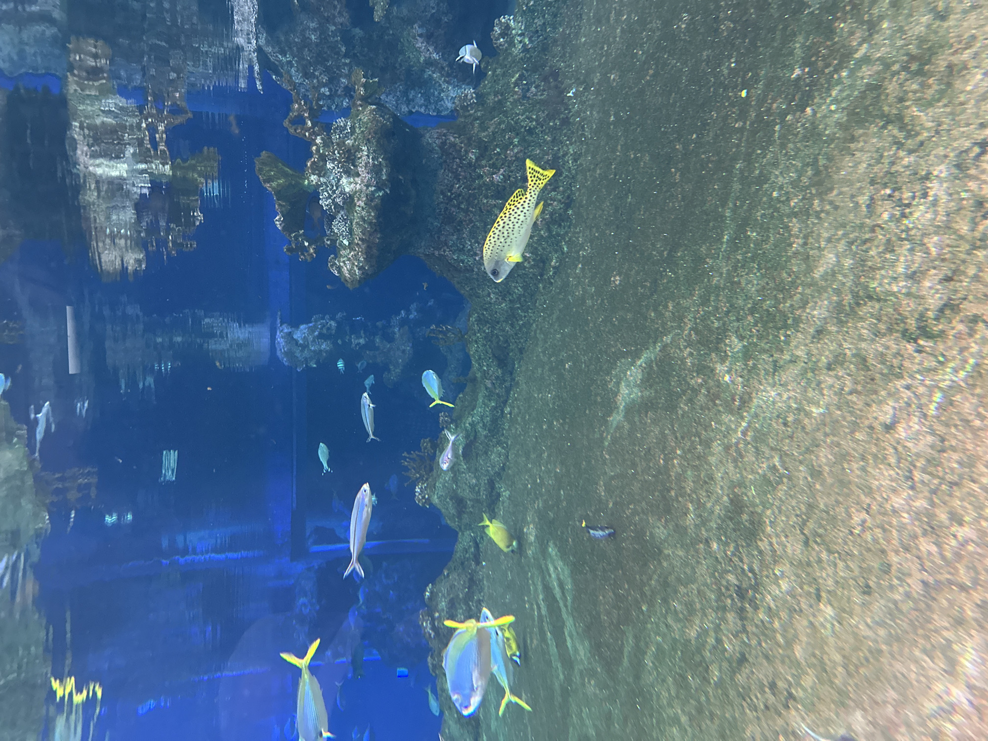 The image shows an underwater scene, likely an aquarium exhibit, with a variety of fish swimming around a rock structure. The water is a clear blue, and the rock appears to be artificial. A prominent fish in the center has a yellow tail and fins with black spots. Other fish vary in size and color. There are reflections on the water's surface. The location is most likely the Wrocław Zoo aquarium in Wrocław, Poland.
