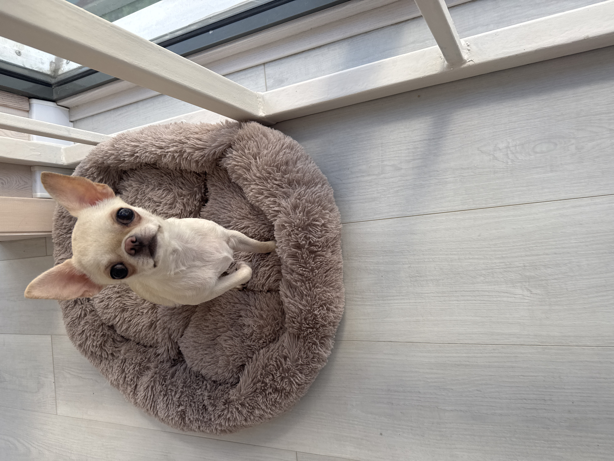 A chihuahua dog is sitting in a plush, round, brown dog bed on a light-colored wooden floor. The dog is facing forward, looking directly at the camera with large, dark eyes. Its ears are perked up. The dog bed is positioned near a window with a white metal railing. The background consists of the wooden floor and the window area, showing a glimpse of the outdoors. The image appears to be taken indoors. There is no information in the image to suggest the location is Novosibirsk, Russia.