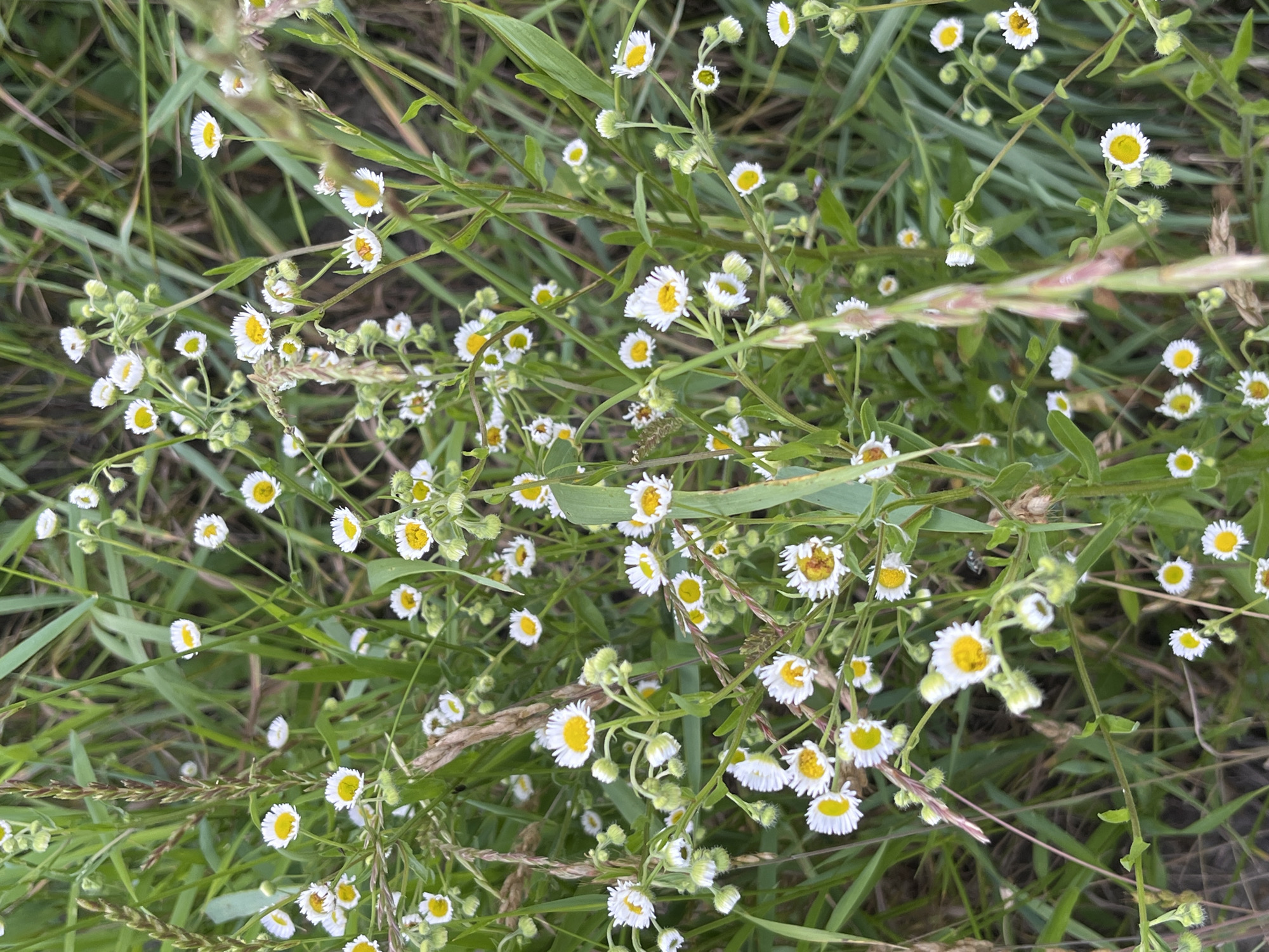The image is a close-up, medium-angle shot of a cluster of small white wildflowers with yellow centers, surrounded by tall green grass and some dried stalks. The flowers are the primary focus, with many in bloom and some budding. The background is out of focus, but the texture of the grass is visible. The lighting appears to be natural daylight. The scene is an outdoor environment, possibly a meadow or roadside, in an unspecified urban location. There are no people or animals visible in the frame.