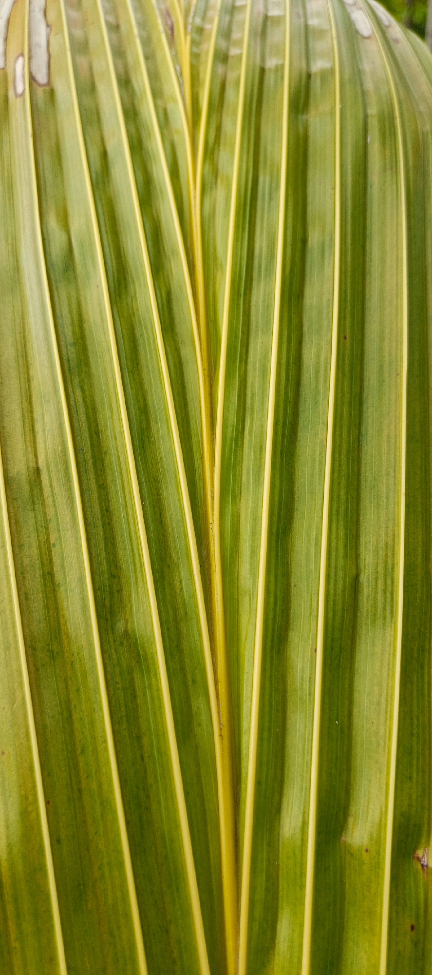 The image is a close-up, vertical shot of a vibrant green palm frond with distinct yellow veins running parallel to each other. The frond displays natural textures and some areas of slight discoloration, suggesting it is an outdoor element. The lighting appears natural, highlighting the striations of the leaf. The setting is Meunasahmesjid, Indonesia, implying this frond is part of the local flora. There are no people, animals, or man-made structures visible in this frame.