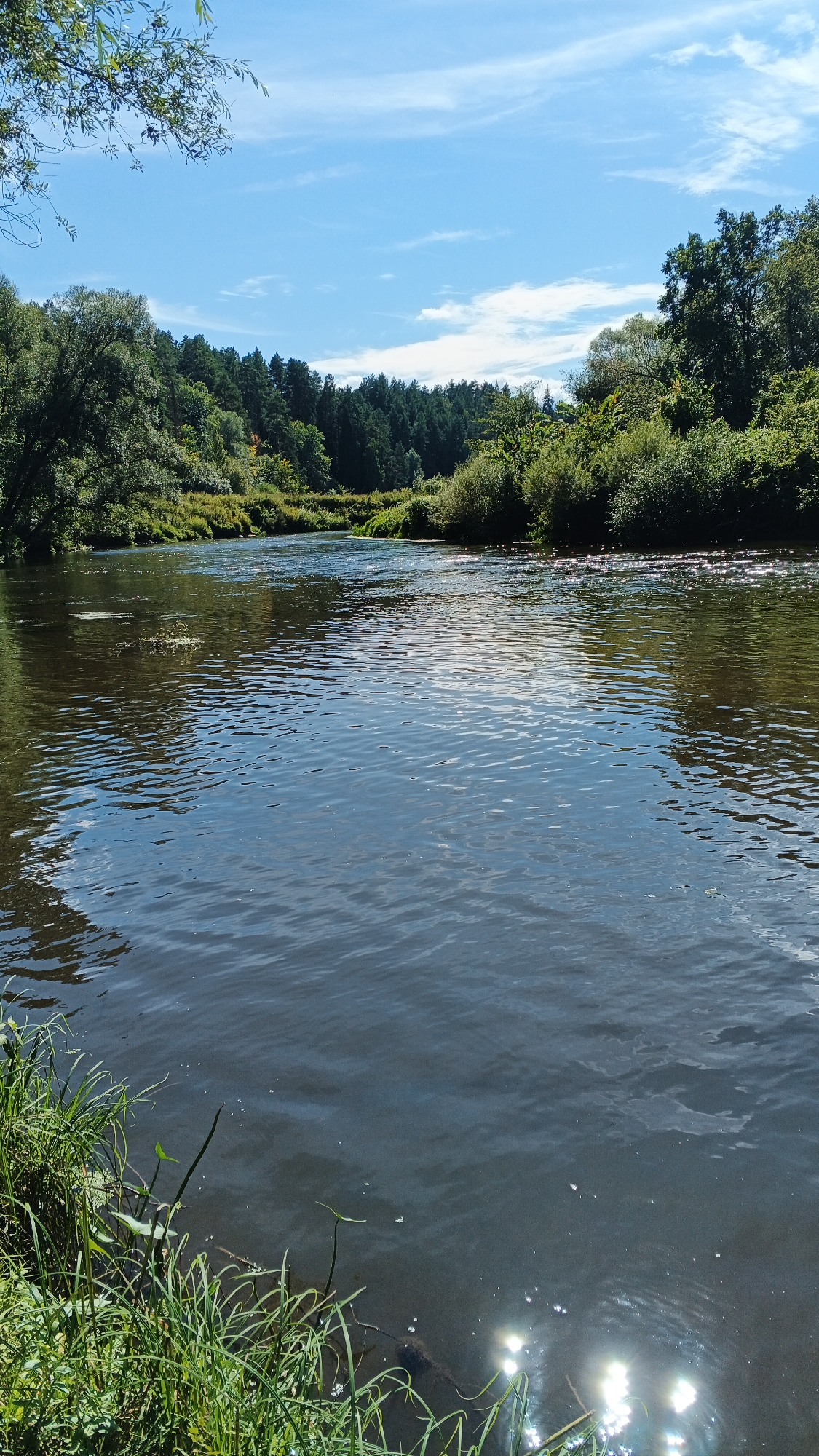 A wide, slow-moving river dominates the foreground of the image. The water is dark and reflects the sky and surrounding trees. Sunlight sparkles on the surface in the lower right corner. Lush green grass and reeds grow along the left bank, with some darker, submerged vegetation visible in the water. The river curves to the left and recedes into the distance, flanked by dense, green forests. The trees are a mix of deciduous and coniferous, with a variety of shades of green and some lighter foliage. The sky above is a bright blue with scattered white clouds, suggesting a sunny day. The image appears to be taken from a low vantage point, possibly from the bank or a boat. The overall scene depicts a tranquil natural landscape, likely in a rural or park setting, within the city of Timeevo, Russia.