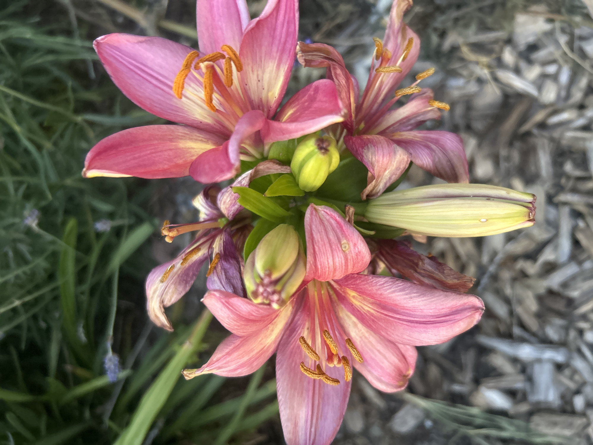 A close-up, slightly high-angle shot captures a cluster of pink and yellow lilies in varying stages of bloom. Some flowers are vibrant and fully open, while others are wilting and partially closed. The lilies feature prominent orange stamens. Green buds and leaves are visible amidst the flowers. The background is blurred, but appears to be mulch or wood chips on one side, and green vegetation on the other.
Location: Cannot confirm location from the provided image.