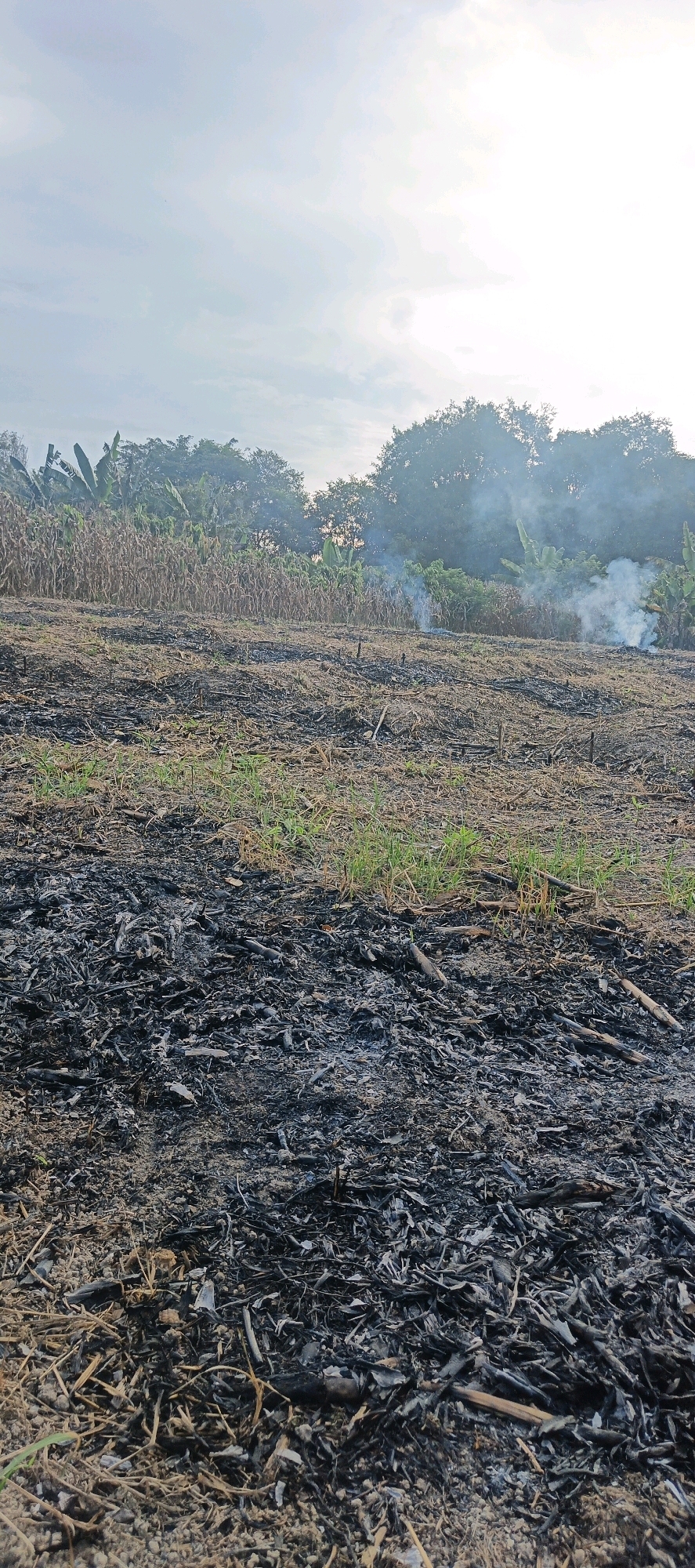The image depicts a rural scene in Cinta Dame, Indonesia, characterized by a recently burned field. The foreground is covered in a thick layer of ash and charred debris, indicative of a fire that has swept through the area. Scattered amidst the ash are remnants of dried vegetation and some green shoots of new growth, suggesting nature's resilience.
In the mid-ground, a field of mature corn stalks, dry and brown, stands partially scorched. Beyond the corn, a line of trees forms the backdrop. Wisps of smoke rise from various points within the field and from behind the corn stalks, indicating that the fire may still be smoldering or has recently been extinguished. The sky above is overcast with a soft, diffused light, suggesting either early morning or late afternoon. No people or animals are visible in the scene. The overall impression is one of aftermath and transition, with signs of destruction and the nascent stages of regrowth.