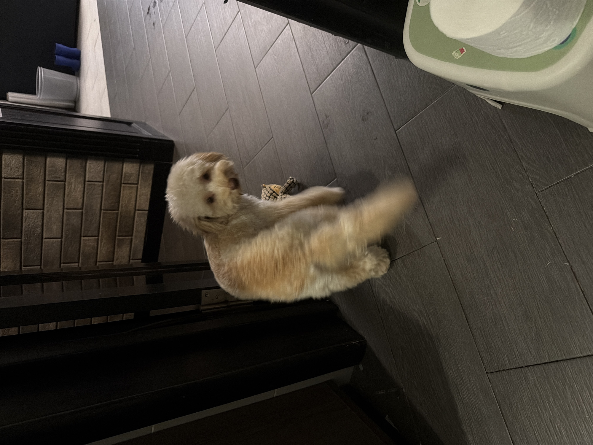 A small, light-colored dog with fluffy fur is captured in motion, facing away from the camera and looking back over its shoulder. The dog appears to be playing with a toy that is partially visible near its rear. The setting is indoors, with a dark tiled floor and a brick-patterned wall in the background. To the left, a dark vertical element, possibly a doorway or furniture, is visible. In the background, there is a glimpse of blue boots and a white trash can. A portion of a white container with a roll of white paper on it is visible in the lower right corner of the image. The image does not provide any specific information or clues to place it in Bila Tserkva, Ukraine.