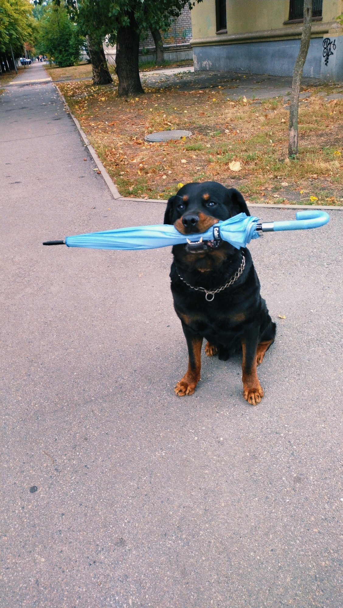 A Rottweiler dog sits on an asphalt sidewalk, holding a folded blue umbrella in its mouth. The dog is black and tan with reddish-brown markings on its legs and face. It wears a silver chain collar. The sidewalk is bordered by a grassy area with scattered fallen yellow leaves, suggesting autumn. Beyond the grass, a paved path runs alongside a line of trees. In the background, a building with a grey base and a light yellow upper section is visible, as is a portion of a brick wall with graffiti. The scene appears to be in a public area within the city of Horishni Plavni, Ukraine.