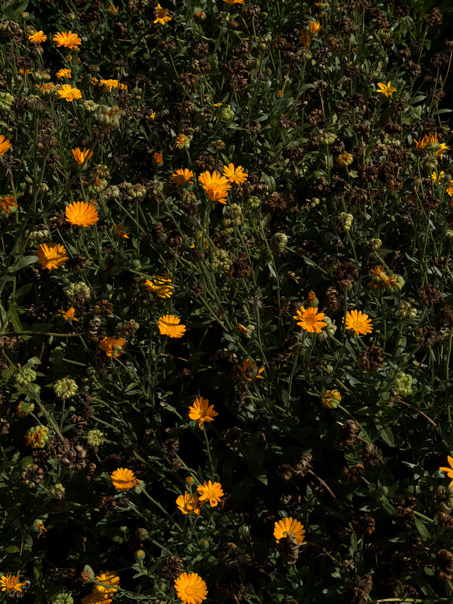 A dense, sun-dappled field of calendula flowers, also known as pot marigolds, fills the frame. The bright orange petals of the blooming flowers contrast sharply with the dark green foliage and numerous dried seed heads, which appear as dark, shriveled pods. The overall impression is one of a late-season garden, with new blooms interspersed with spent ones. The location is specified as Novosilka, Ukraine, suggesting an outdoor, natural setting. There are no people or animals visible in the image. The lighting indicates a bright, sunny day, casting deep shadows amongst the plants.
