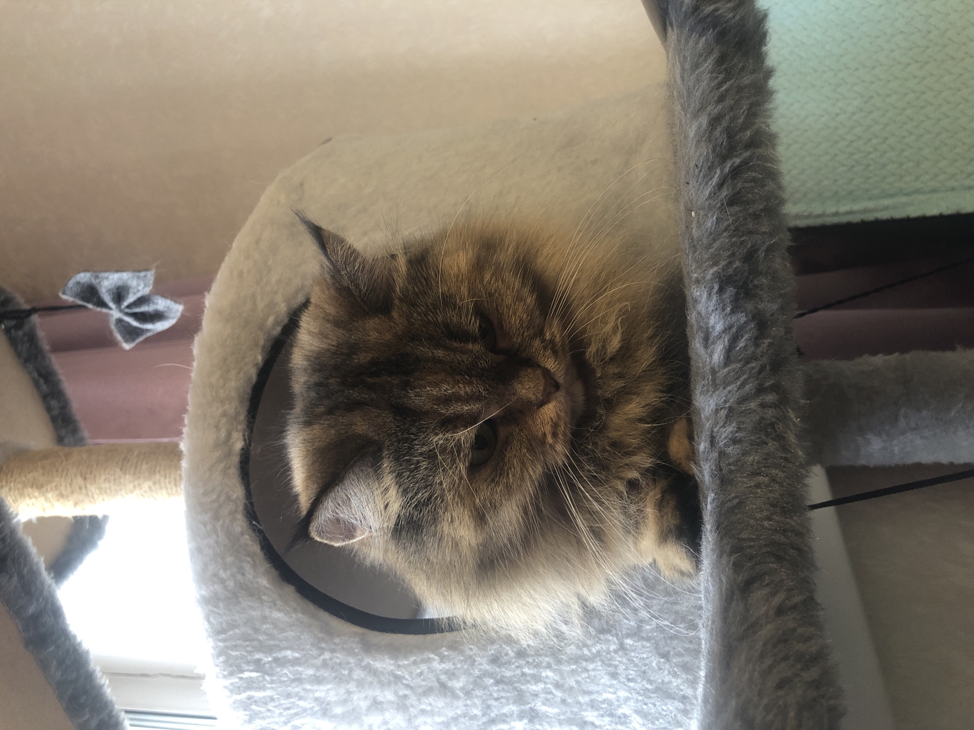 A fluffy brown cat with tabby markings is sitting in a fuzzy white cat condo. The cat is looking down with its ears perked. The cat condo is on a grey perch. In the background, a beige scratching post is visible, as well as a gray bow decoration hanging from a string. The lighting suggests it is daytime.