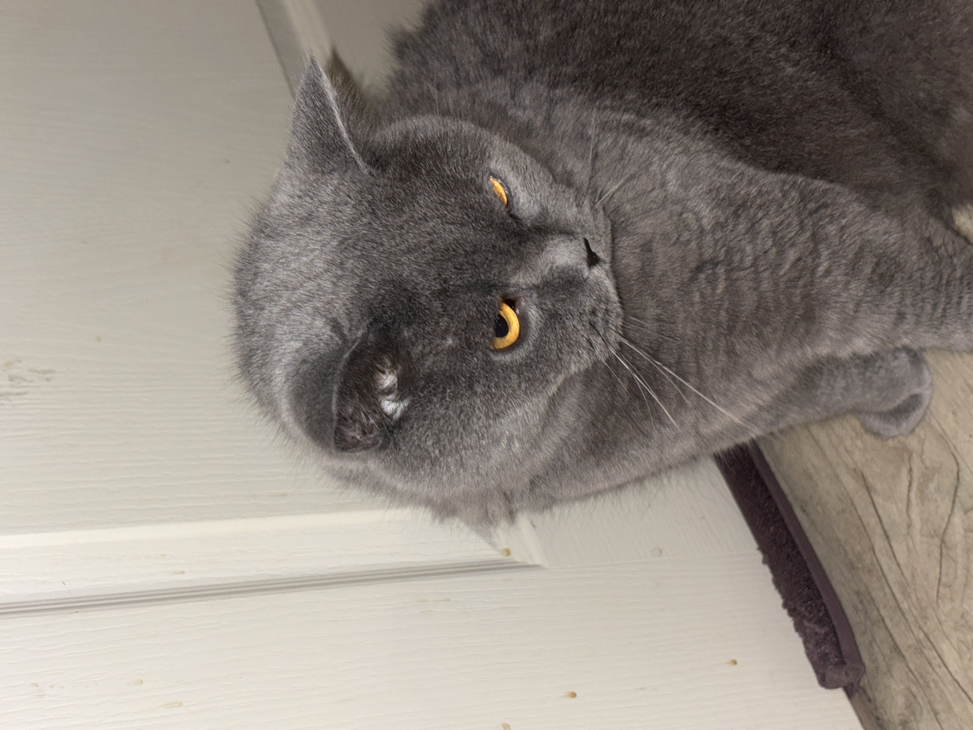 A gray British Shorthair cat with yellow eyes is lying down, with its head facing the viewer. The cat is positioned next to a wooden surface that appears to be a door or wall with a light-colored finish. Part of a cat tree or scratching post is visible to the right of the cat. The background provides no clues about a specific location in Sofia, Bulgaria.