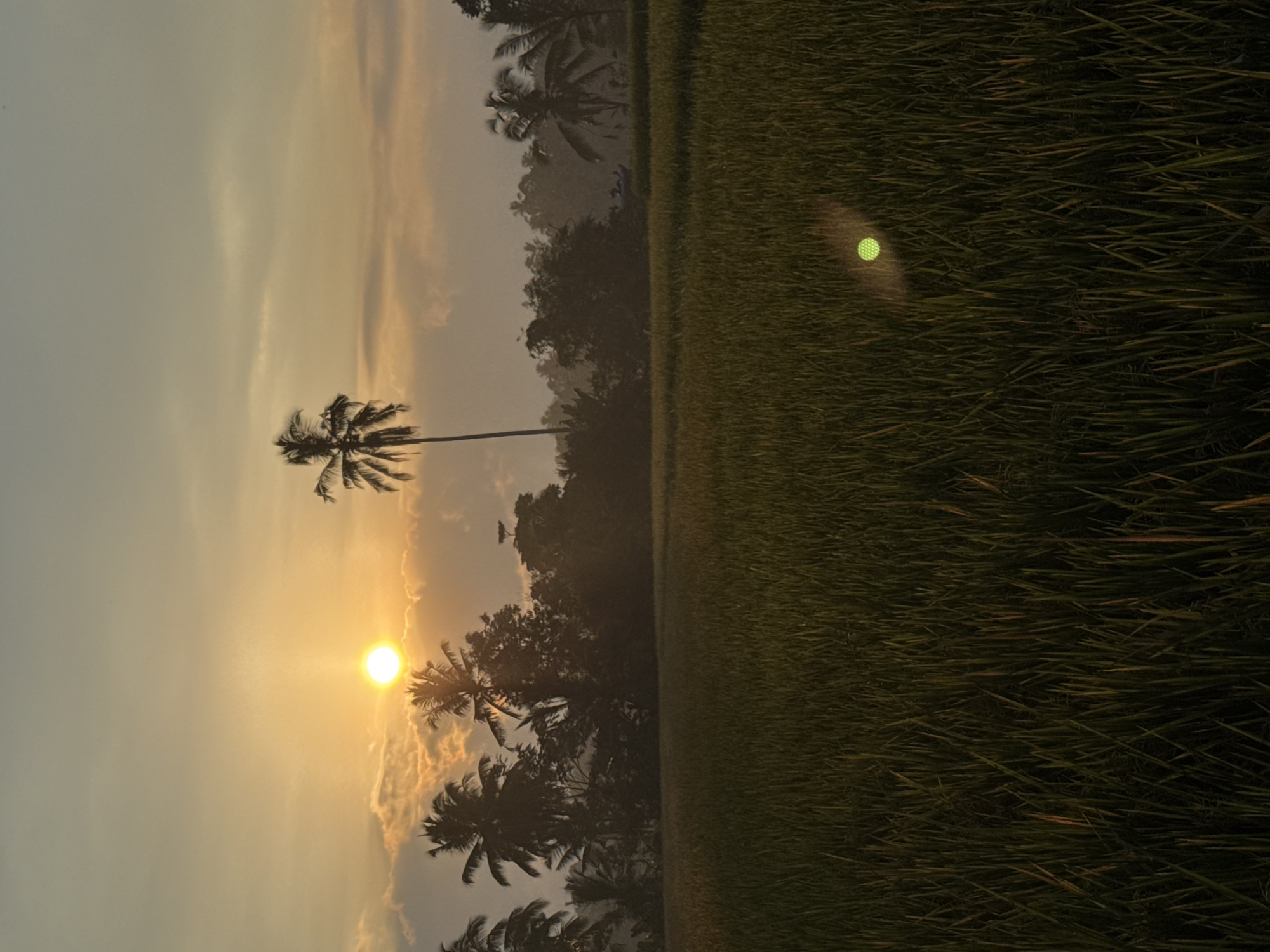 A serene sunrise paints the sky in hues of orange and yellow over a lush green rice paddy in Petang, Indonesia. The sun, a bright orb, peeks through scattered clouds, casting a warm glow. Silhouetted palm trees and dense foliage form a dark backdrop against the vibrant sky. A single, tall palm tree stands prominently in the mid-ground. The rice field itself stretches across the foreground, filled with rows of green stalks. A subtle lens flare, appearing as a greenish, patterned circle, is visible in the lower right quadrant of the image, suggesting the sun's light interacting with the camera lens. The overall atmosphere is tranquil and natural, capturing a moment of early morning beauty in a rural landscape.
