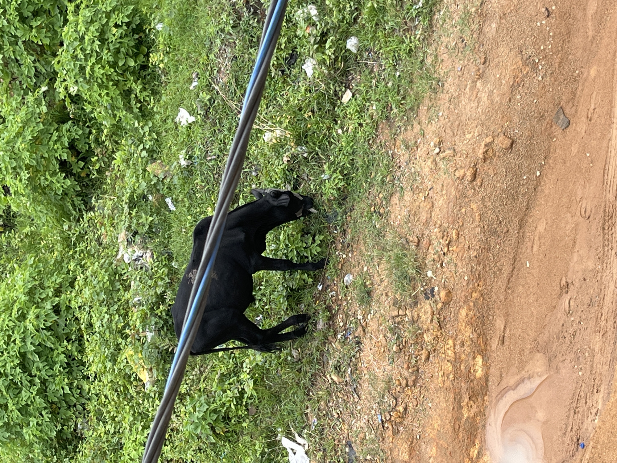 In Gura Top, Nigeria, a black cow grazes on a grassy embankment littered with white and colored plastic waste. Overhead, thick electrical cables run diagonally across the frame, obscuring part of the sky and the lush green foliage in the background. The foreground features a reddish-brown dirt path, partially wet and bearing tire tracks, with some small stones scattered across it.