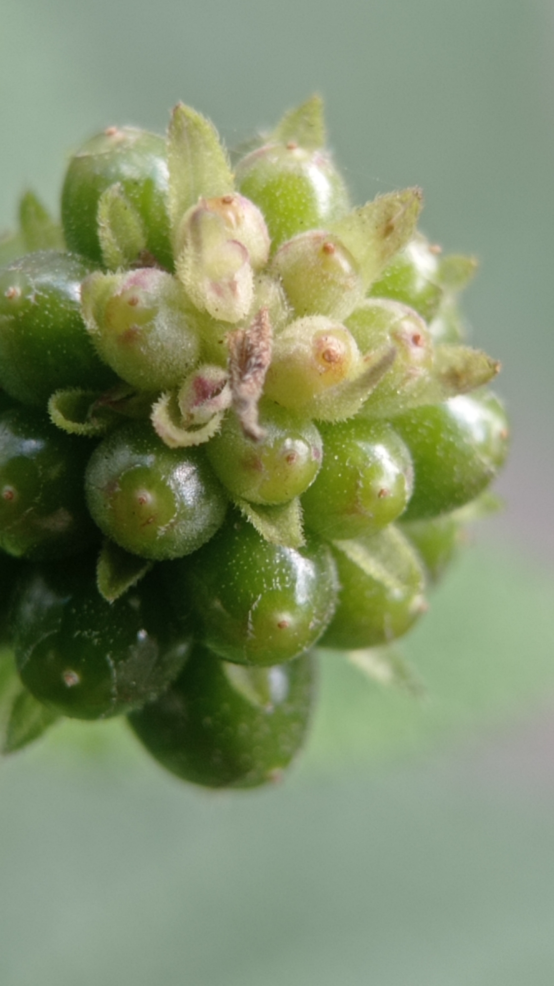 A close-up, macro photograph shows a cluster of small, green, berry-like fruits. The fruits are round to slightly oval and have a smooth, glossy surface. Some of the fruits are tipped with tiny reddish-brown markings. They are surrounded by delicate, light green, fuzzy leaves and some finer, hair-like structures, possibly stamens or developing pistils. The overall impression is of a single plant part, possibly a developing seed head or immature fruit cluster. The background is a soft, out-of-focus blur of muted green and grey, suggesting an outdoor natural environment. The image is taken in Bedali, Indonesia.