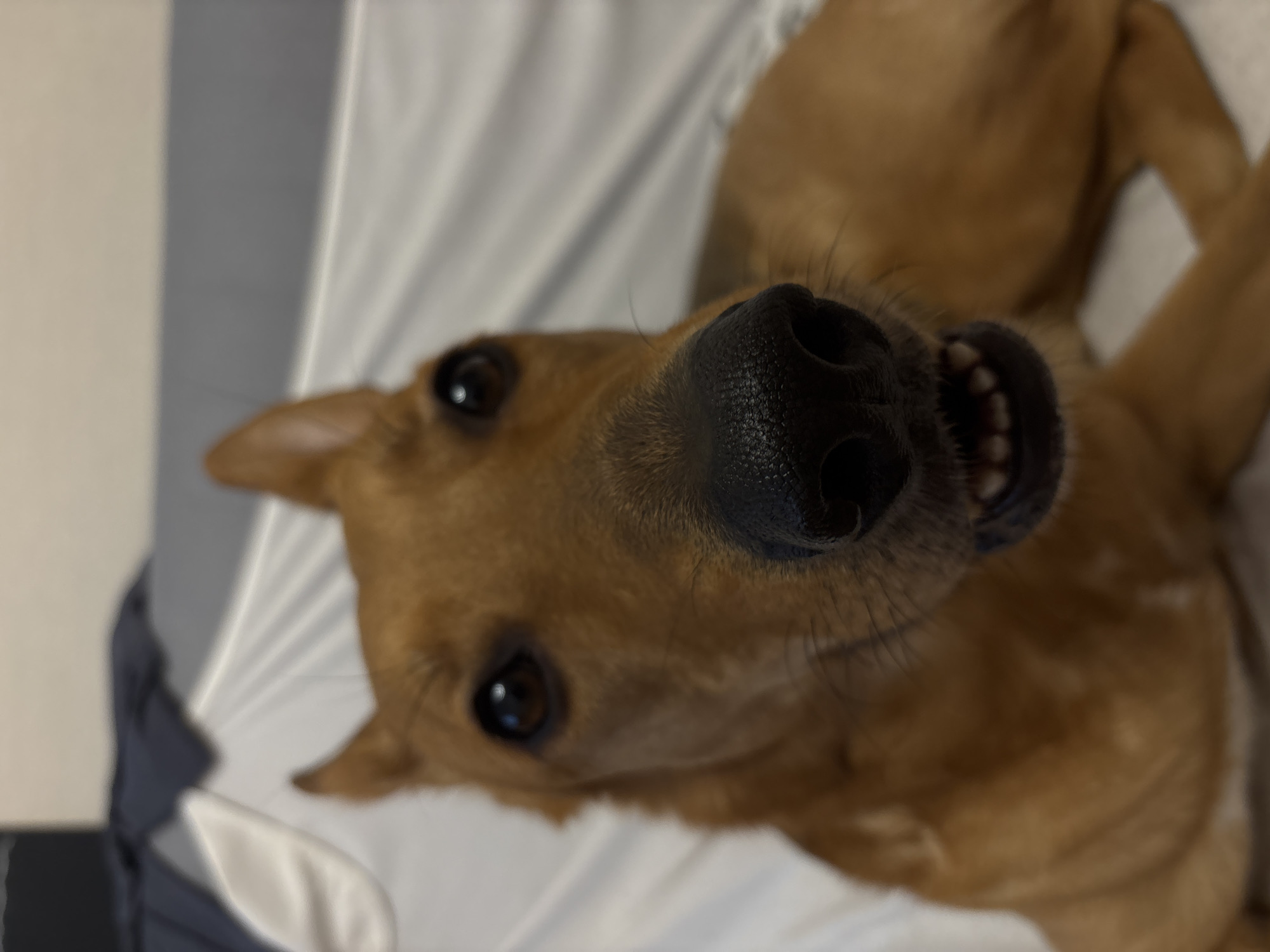 The image shows a close-up of a brown dog's face. The dog's nose is prominently featured in the foreground, with its mouth slightly open, revealing its teeth. The dog's eyes are dark and appear to be looking directly at the camera. The background is blurry and appears to be a soft surface, possibly a bed or couch, with some draped fabric. There is no visible indication of the city of Saint Petersburg, Russia, or any other specific urban or geographical location. The image is a portrait of a dog.