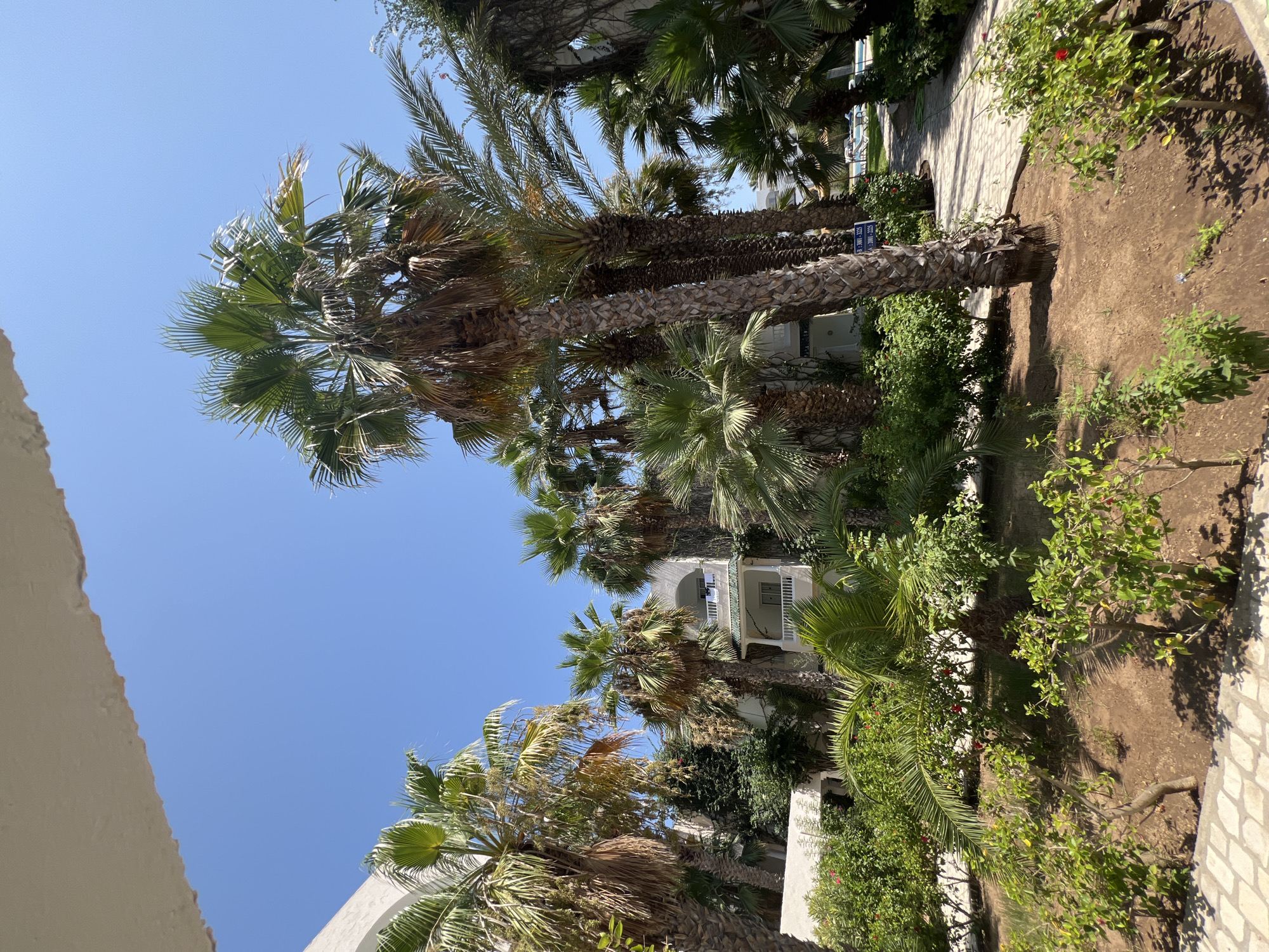A bright, sunny day is depicted in this image, with a clear blue sky overhead. The scene appears to be an outdoor courtyard or garden area of a resort or hotel in Hiboun, Tunisia. Dominating the foreground and midground are several tall palm trees, their fronds reaching towards the sky. Some of the palm trees have thick, textured trunks, and dry fronds hang from them.
To the left of the frame, a portion of a white building is visible, its edge softened by shadow. In the center of the image, a multi-story building with white balconies and railings can be seen, partially obscured by the palm trees and dense green foliage. There are some smaller green bushes and plants in the foreground, some with small red flowers. A paved pathway, made of light-colored interlocking stones, winds through the scene and leads towards the background. In the far distance, a swimming pool with lounge chairs is visible, suggesting a recreational area. There are no people or animals visible in the image. The overall impression is of a lush, tropical, and well-maintained outdoor space.