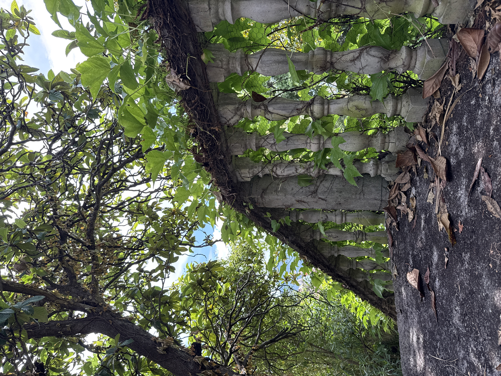 An upward-looking shot depicts a weathered balustrade covered in vines. The balustrade's gray concrete construction is showing its age. It is positioned near trees with lush foliage, suggesting a garden or park-like environment. A gray concrete pillar supporting the balustrade is covered in dead leaves. The sky is visible through the leaves and vines, hinting at a bright day. The scene is potentially located in Herceg Novi, Montenegro.