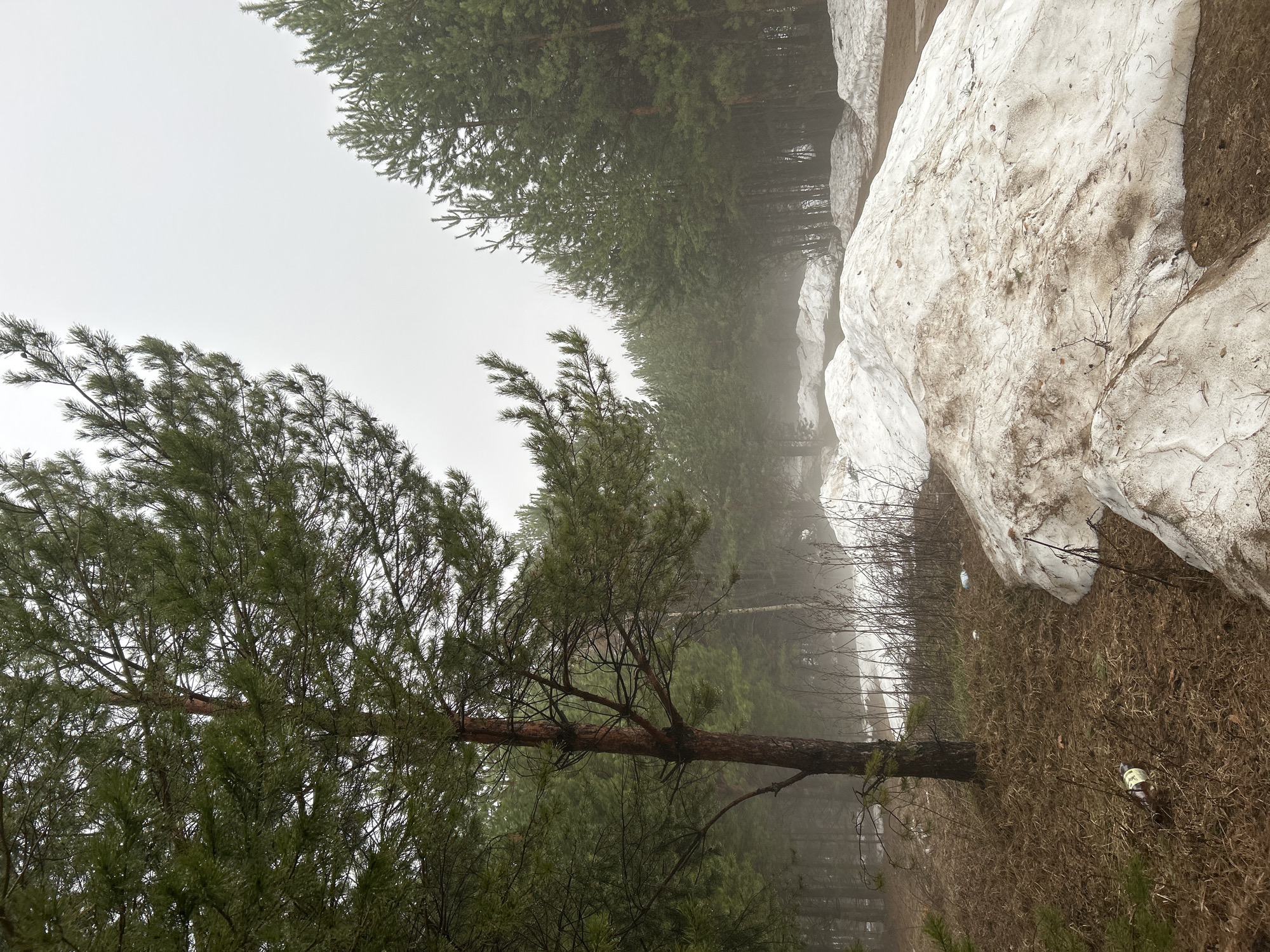 The photograph depicts a forest scene near the city of Chaikovsky, Russia. The foreground features a pine tree with green needles. A line of snowdrift is present on the right side of the image, with a foreground of dry grass. The background shows a dense forest partially obscured by fog. The sky is overcast. There are no people visible in the image.