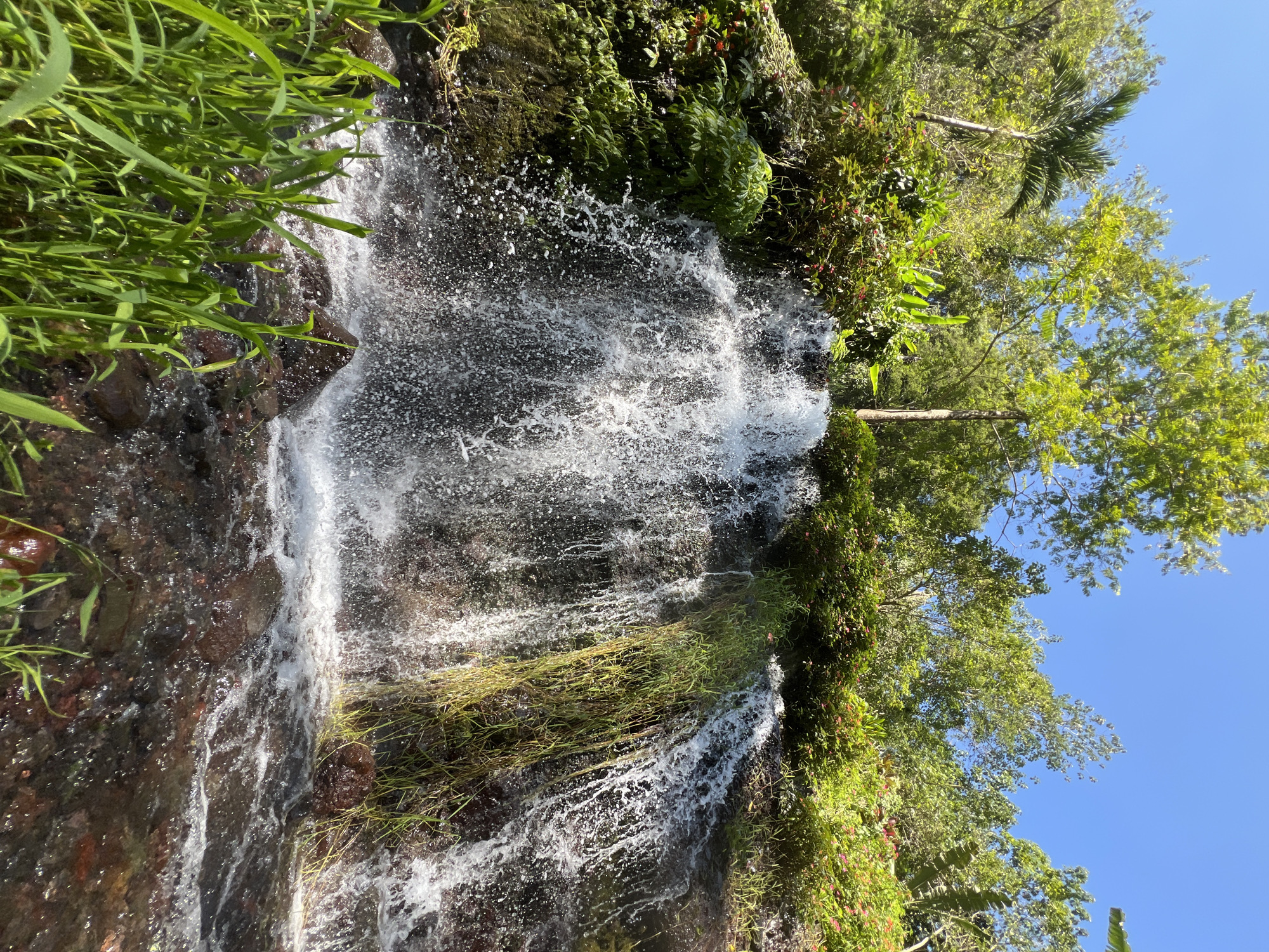 The image depicts a lush natural scene featuring a waterfall cascading down a rocky incline, surrounded by dense green foliage. Tall trees with bright green leaves form a canopy against a clear blue sky. Some palm fronds are visible on the left side of the frame, suggesting a tropical or subtropical environment. The waterfall itself is a torrent of white, frothy water, creating a dynamic visual effect as it tumbles over dark, wet rocks. Patches of green grass and reeds grow along the edges of the rocks and in the foreground, adding to the vibrant greenery. The water at the base of the waterfall is dark and reflects the surrounding vegetation. The overall impression is one of a serene and vibrant natural landscape, likely a popular spot for tourists seeking natural beauty, as is common in areas like Busungbiu, Indonesia, known for its picturesque waterfalls and rice terraces. There are no people or man-made structures visible in this particular shot.