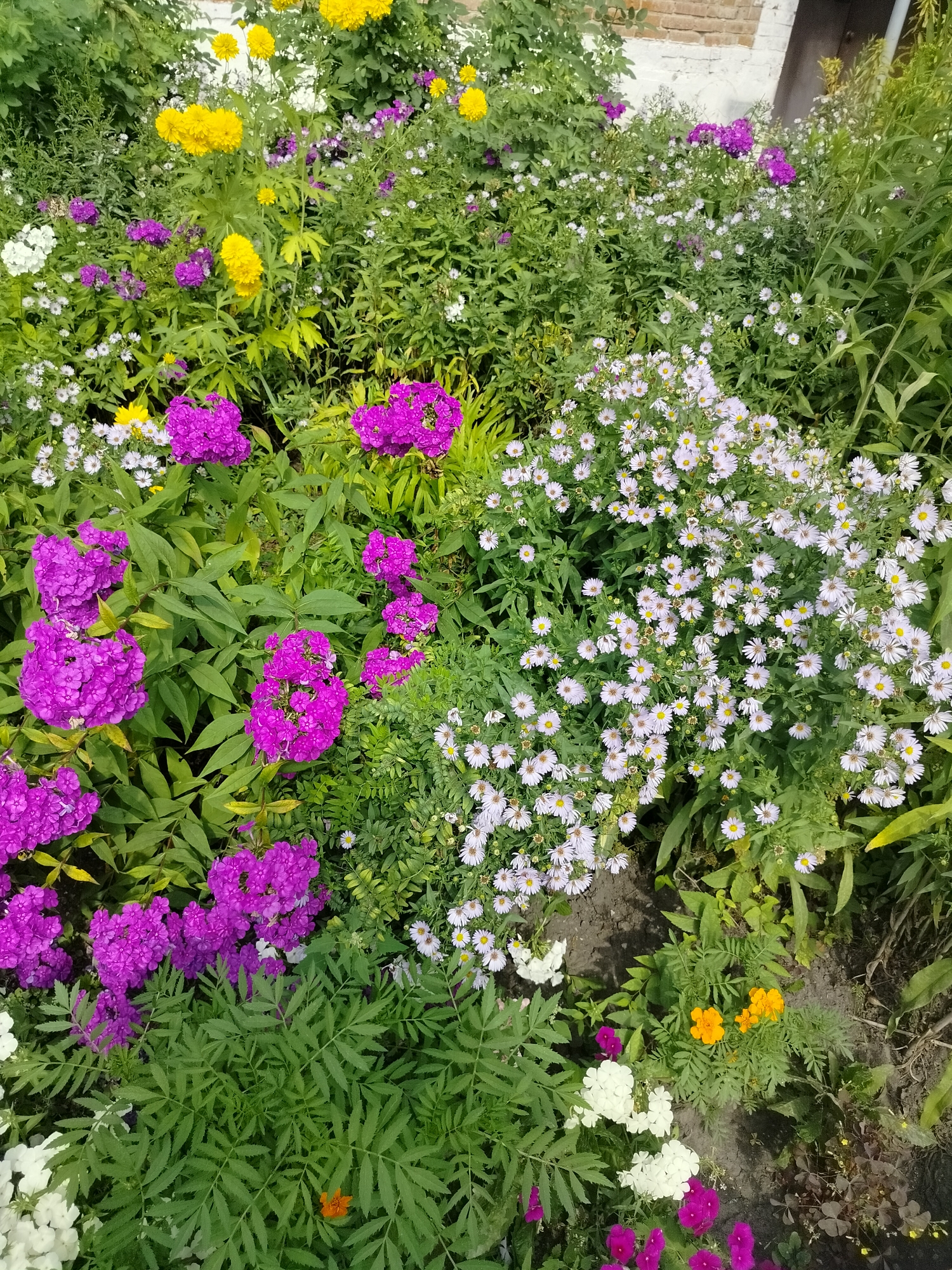 This is an aerial, slightly angled, high-angle shot of a vibrant flower garden in Yashkino, Russia. The garden features a dense arrangement of various flowering plants with a noticeable emphasis on pink and purple phlox. Interspersed among the phlox are bright yellow, chrysanthemum-like flowers and clusters of small white asters with yellow centers. In the lower right corner, there are a few small orange marigolds and some purple flowers. The garden is situated near a weathered brick structure, possibly part of a house or shed, with a white-painted lower section. The ground visible is a mix of dark soil and some dry leaves. The overall impression is one of a lush, well-maintained garden during its blooming season.