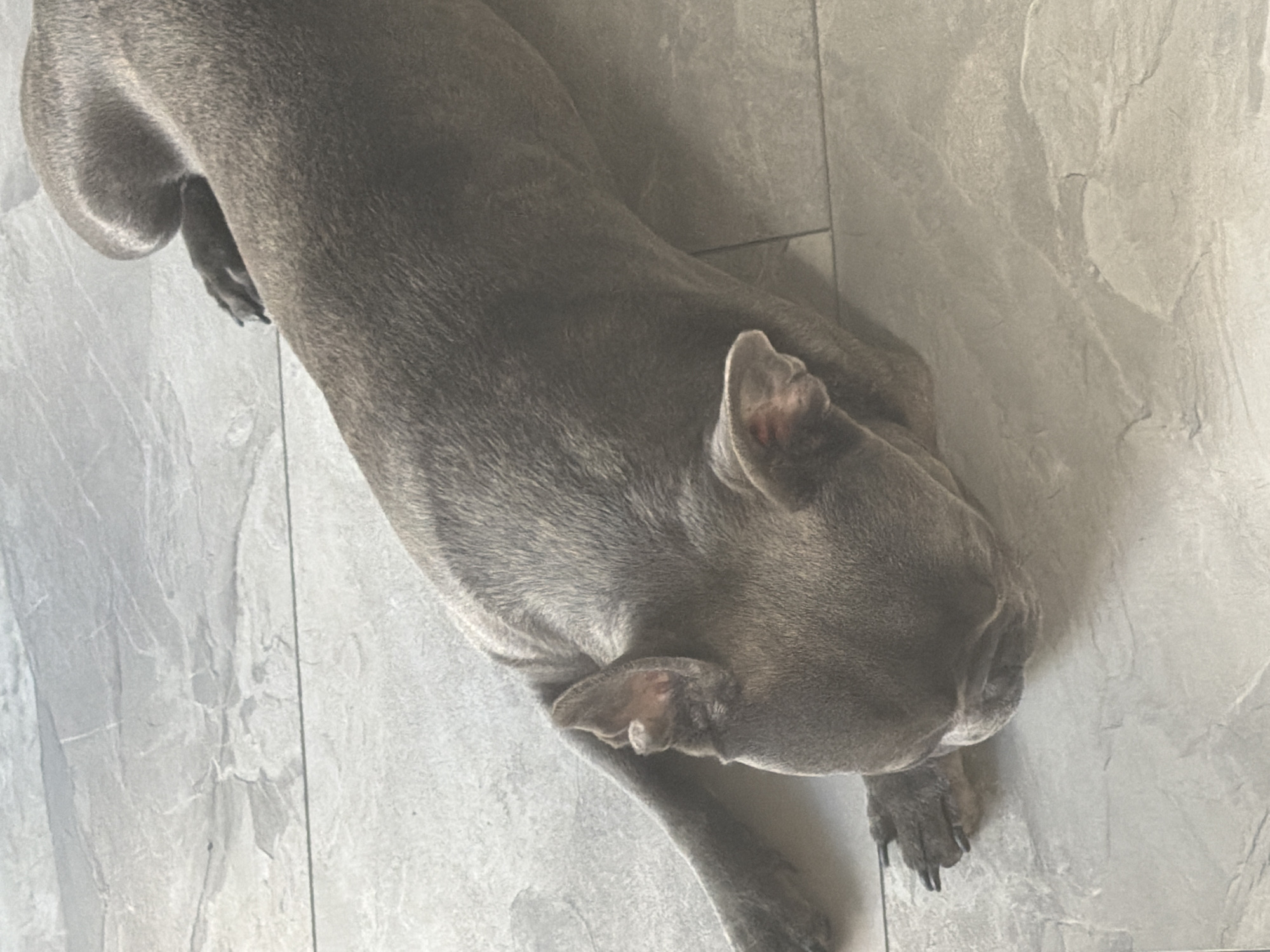 A grey French bulldog is lying on a floor tiled with grey, rectangular tiles. The dog is positioned diagonally, with its head and front paws on the left side of the frame and its hindquarters extending towards the upper right. The dog's ears are perked up. The floor tiles show a subtle textured pattern. There are no people or other animals visible in the image. The image does not provide any information about its location in Ruse, Bulgaria.