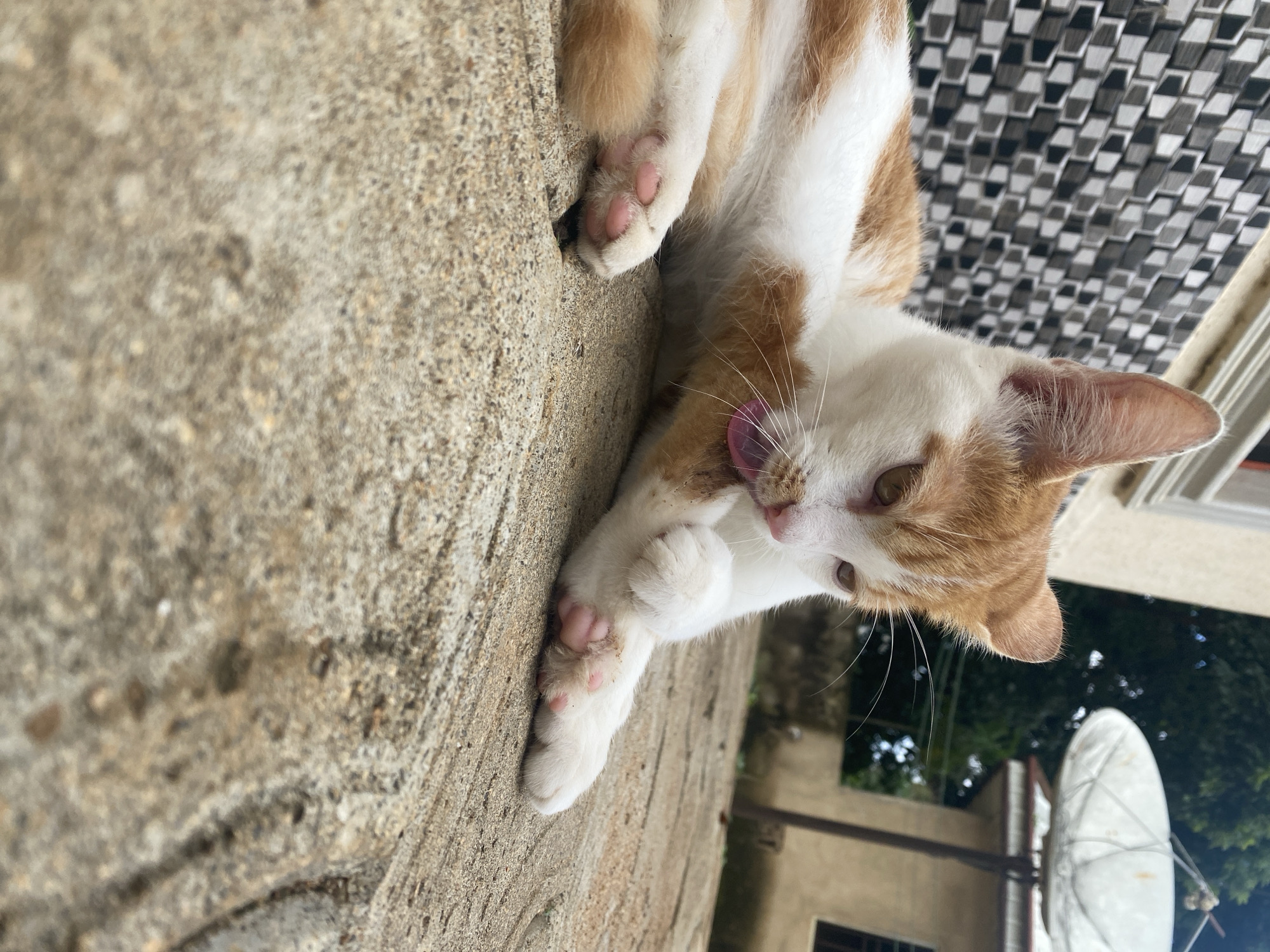 An orange and white domestic cat is grooming its paw while lying on a rough, textured concrete surface. The cat is positioned on its side, with its front paws extended. The background shows a wall with a checkered pattern, a satellite dish, and some greenery, suggesting an outdoor urban environment, potentially in Maigizo, Nigeria. The image is captured from a low angle, focusing on the cat's activity and the immediate surroundings.