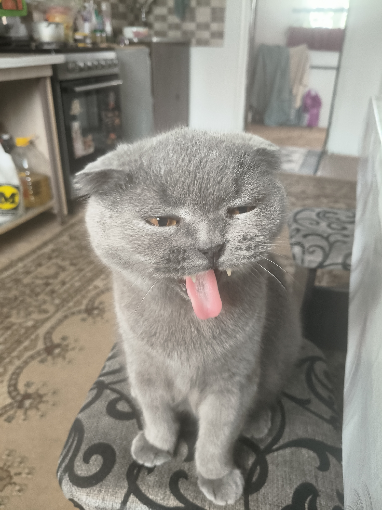 A gray Scottish Fold cat with its tongue sticking out is sitting on a patterned stool in what appears to be a domestic kitchen. The cat's eyes are partially closed, and its ears are folded down. In the background, a stove, kitchen cabinets, and various items are visible. The flooring is carpeted.