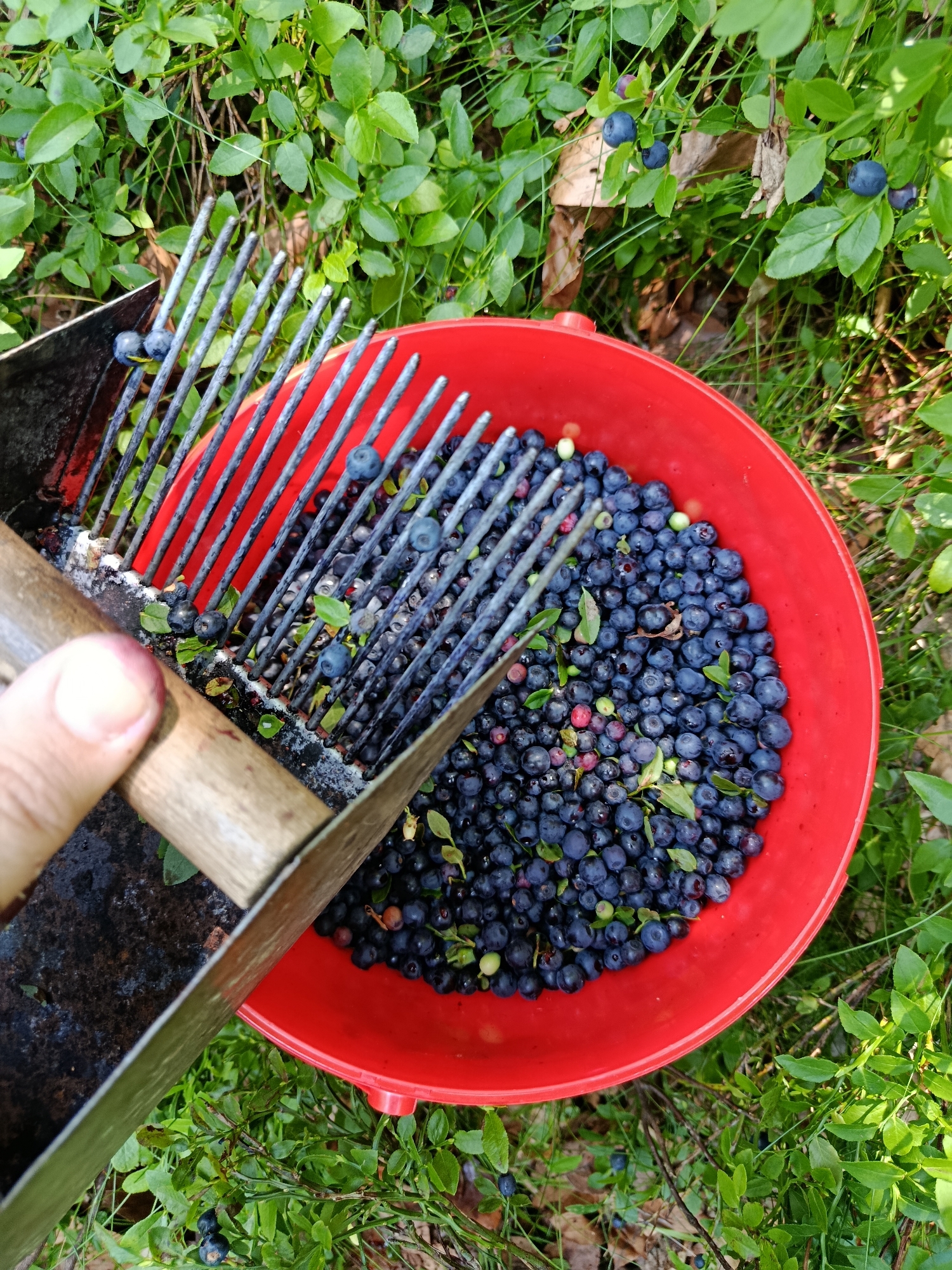 A high-angle, close-up shot shows a red bucket filled with freshly picked blueberries. A metal blueberry rake, made of thin metal tines attached to a wooden handle, is positioned over the bucket, with some blueberries caught in its tines. The rake is being held by a person's thumb and index finger, which are visible in the lower left corner of the frame. The background consists of a dense, green blueberry bush with more blueberries visible on the branches. The scene appears to be outdoors, in a natural setting, possibly a forest or field. The blueberries are dark blue, with some lighter green berries and a few red berries mixed in. The overall lighting suggests it is daytime.