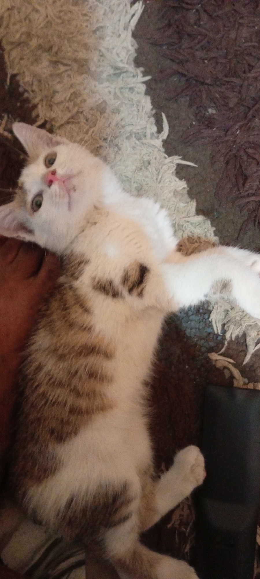 A cat lies on a fringed rug, its body oriented towards the lower half of the frame, while its head is positioned towards the top. The cat has a mix of white, brown, and tan fur. Its facial features include a pink nose and greenish eyes. The rug beneath it is multicolored with a fringe along one side. A dark object, potentially a piece of furniture, is visible in the lower right corner of the image. No information in the image indicates a location in Gama, Nigeria.