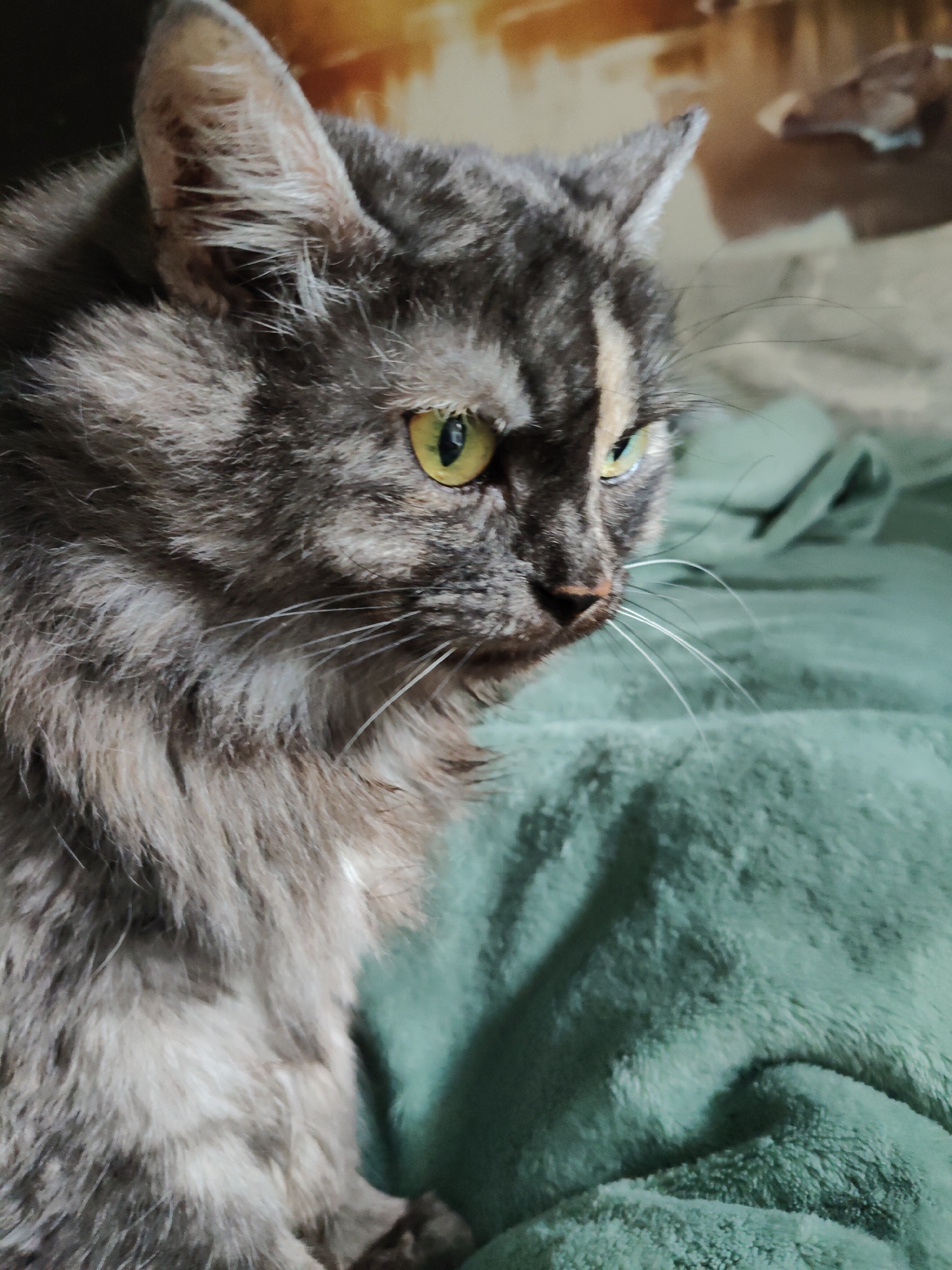 A long-haired gray tabby cat with yellow eyes is captured in a close-up, side-profile shot. The cat is positioned on a textured green blanket, with a blurred background featuring warm-toned, abstract patterns. The lighting suggests an indoor setting, potentially a home environment. The cat's gaze is directed to the right, with a slight furrow in its brow, indicating alertness or mild suspicion. The focus is sharpest on the cat's face, highlighting its fur texture, whiskers, and eye details. There is no indication of the city of Bol'shoye Kozino, Russia, or any other specific location.